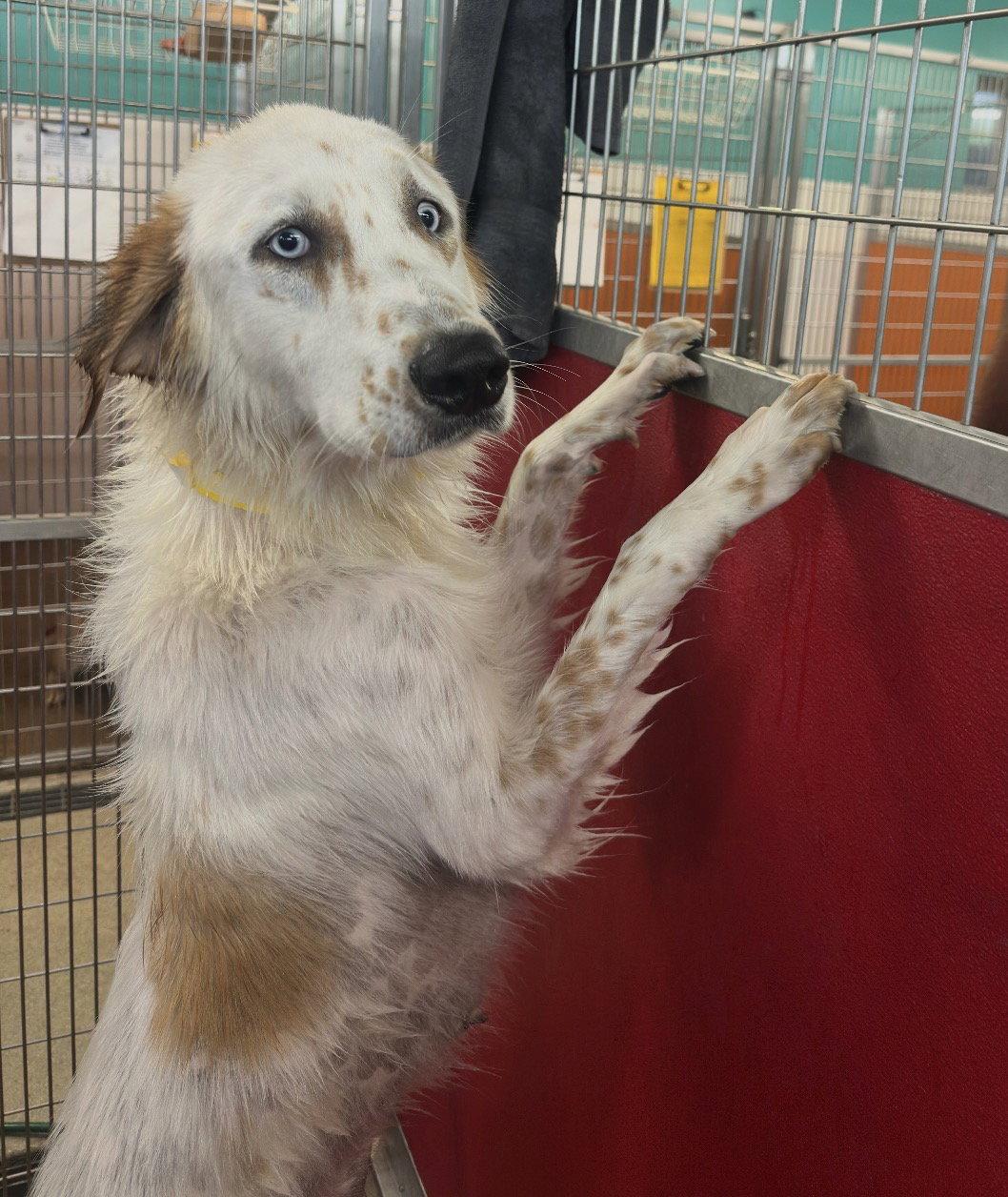 Enlarge Lisa, a Adoptable mixed breed in Houston, TX image 3/3