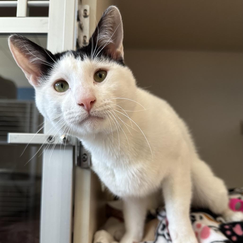 Marcus, Adoptable, Adult Male Domestic Short Hair.