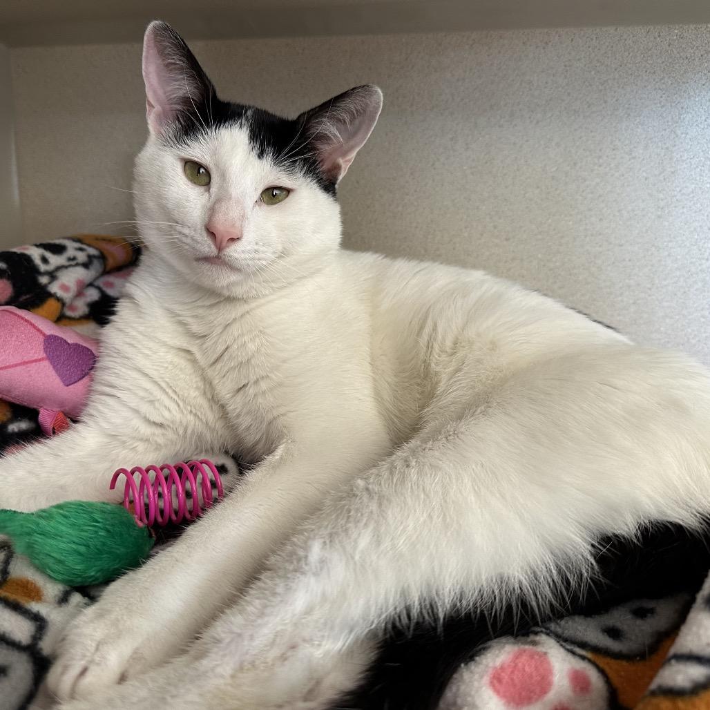 Marcus, a Adoptable Domestic Short Hair in Redwood City, CA image 2/2
