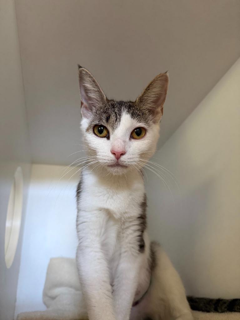Cuddles, Adoptable, Young Female Domestic Short Hair.