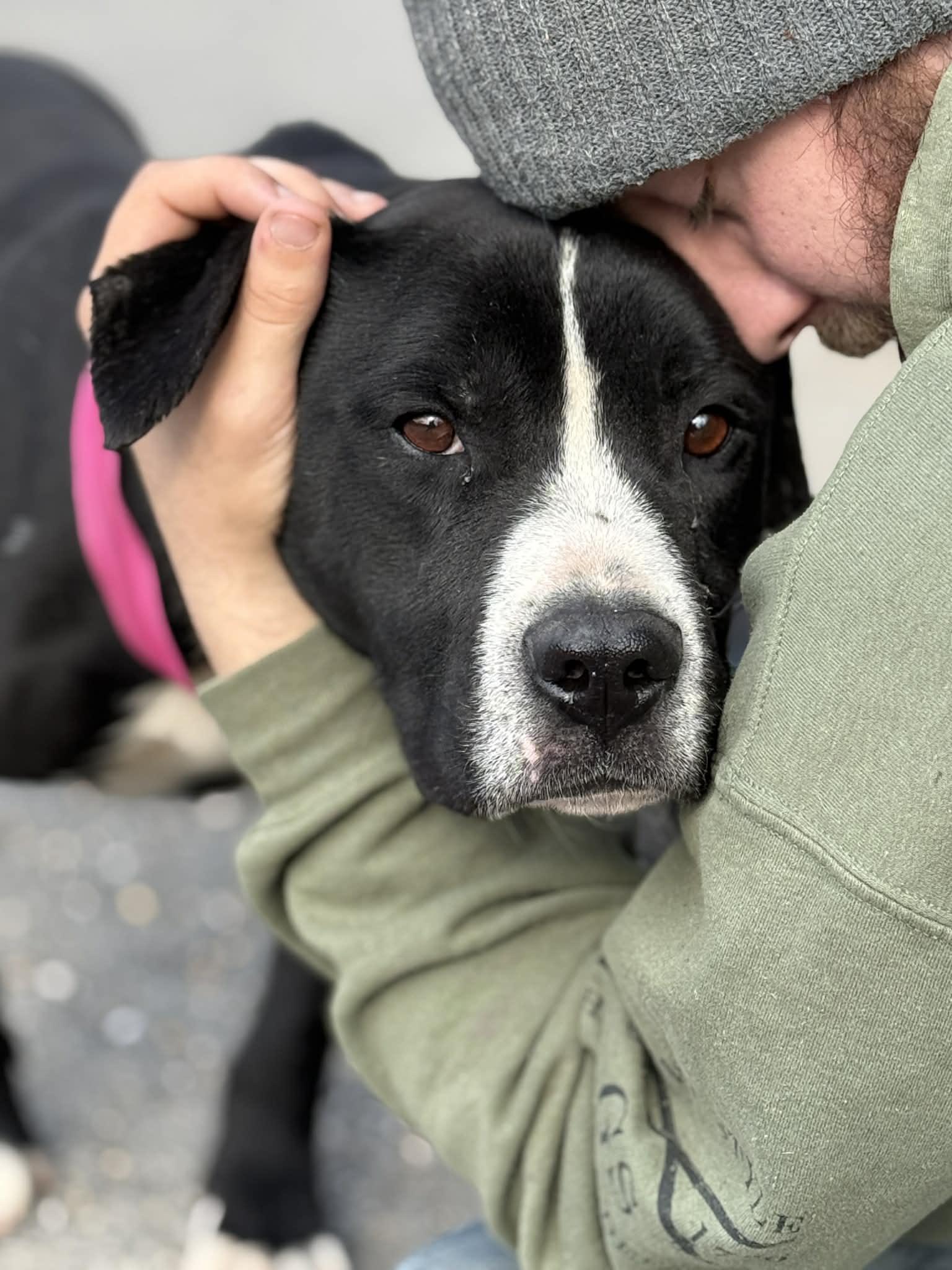 Enlarge Thor, a Adoptable Pit Bull Terrier in Fayetteville, WV image 1/6