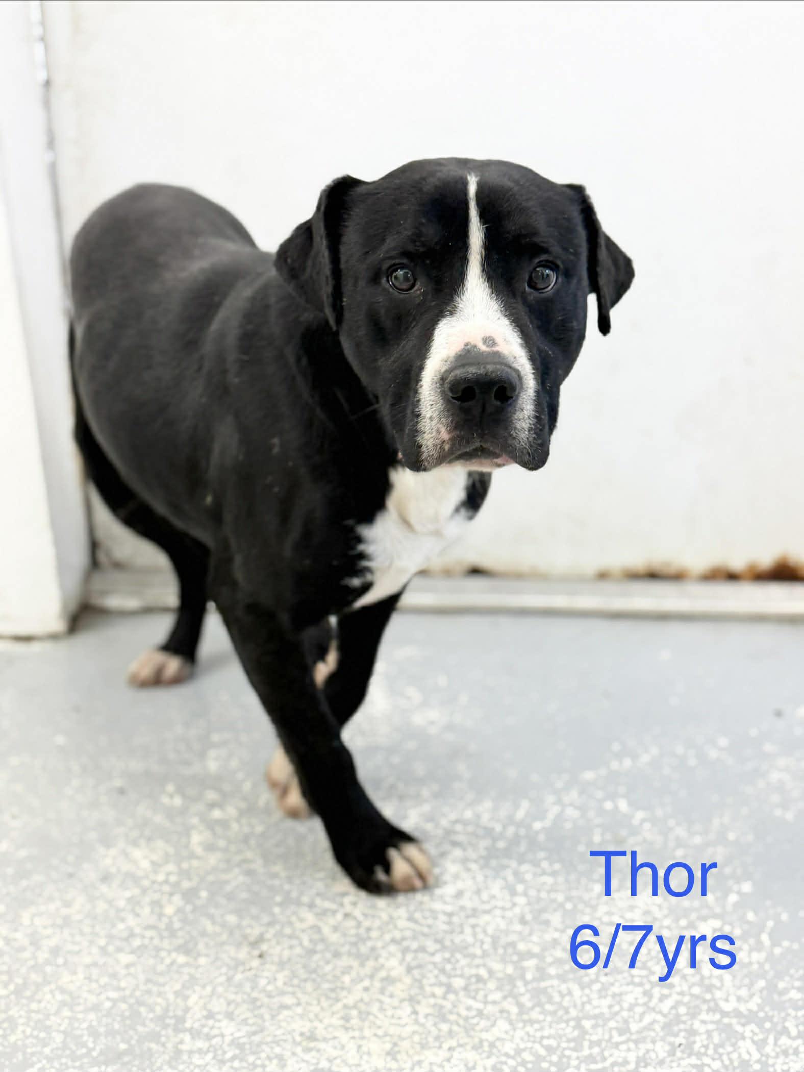 Thor, Adoptable, Adult Male Pit Bull Terrier.