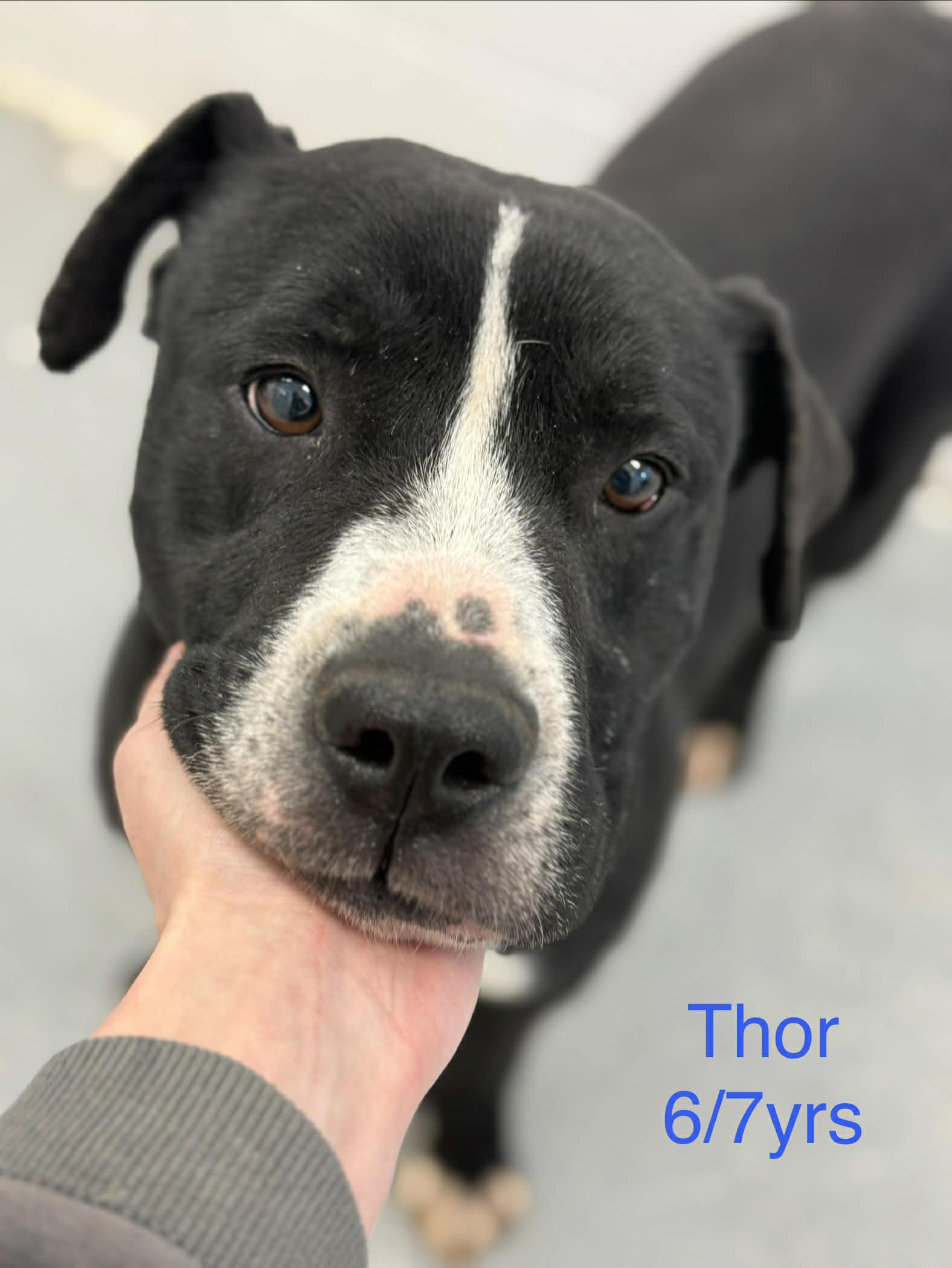 Enlarge Thor, a Adoptable Pit Bull Terrier in Fayetteville, WV image 4/6