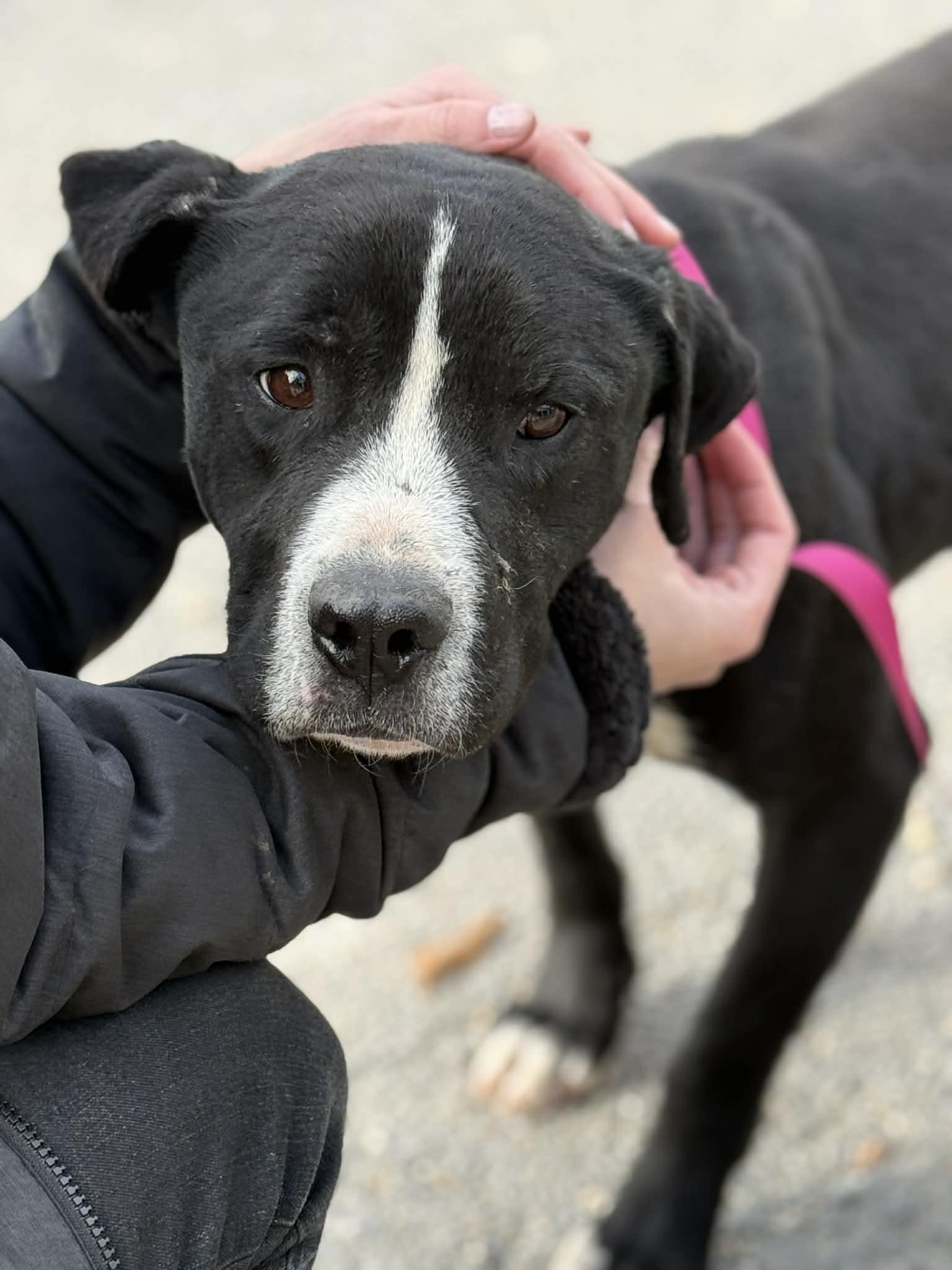 Enlarge Thor, a Adoptable Pit Bull Terrier in Fayetteville, WV image 6/6
