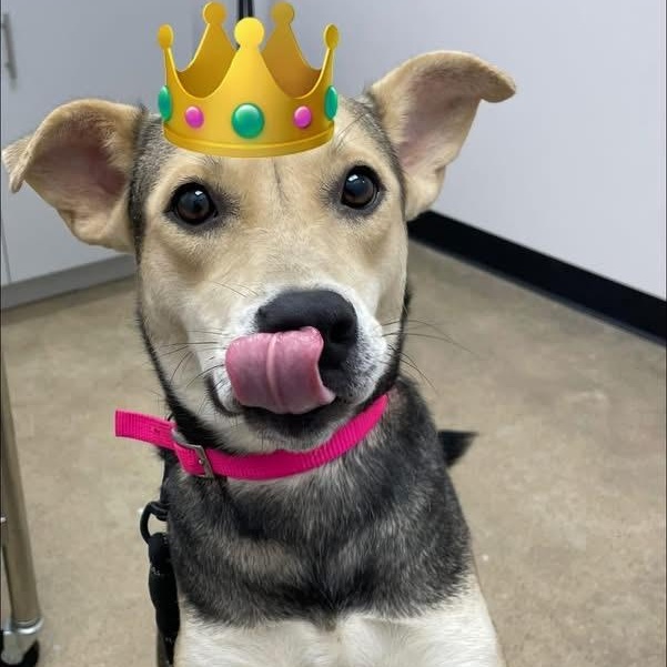 Enlarge Princess, a ADOPTABLE mixed breed in Barkhamsted, CT image 4/4