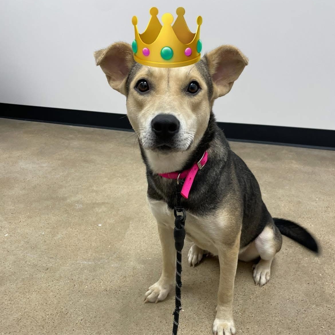 Princess, ADOPTABLE, Young Female Labrador Retriever.