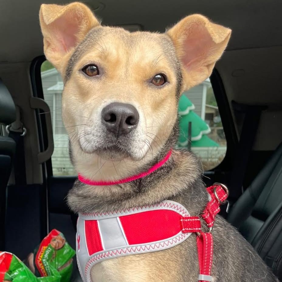 Enlarge Princess, a ADOPTABLE mixed breed in Barkhamsted, CT image 2/4