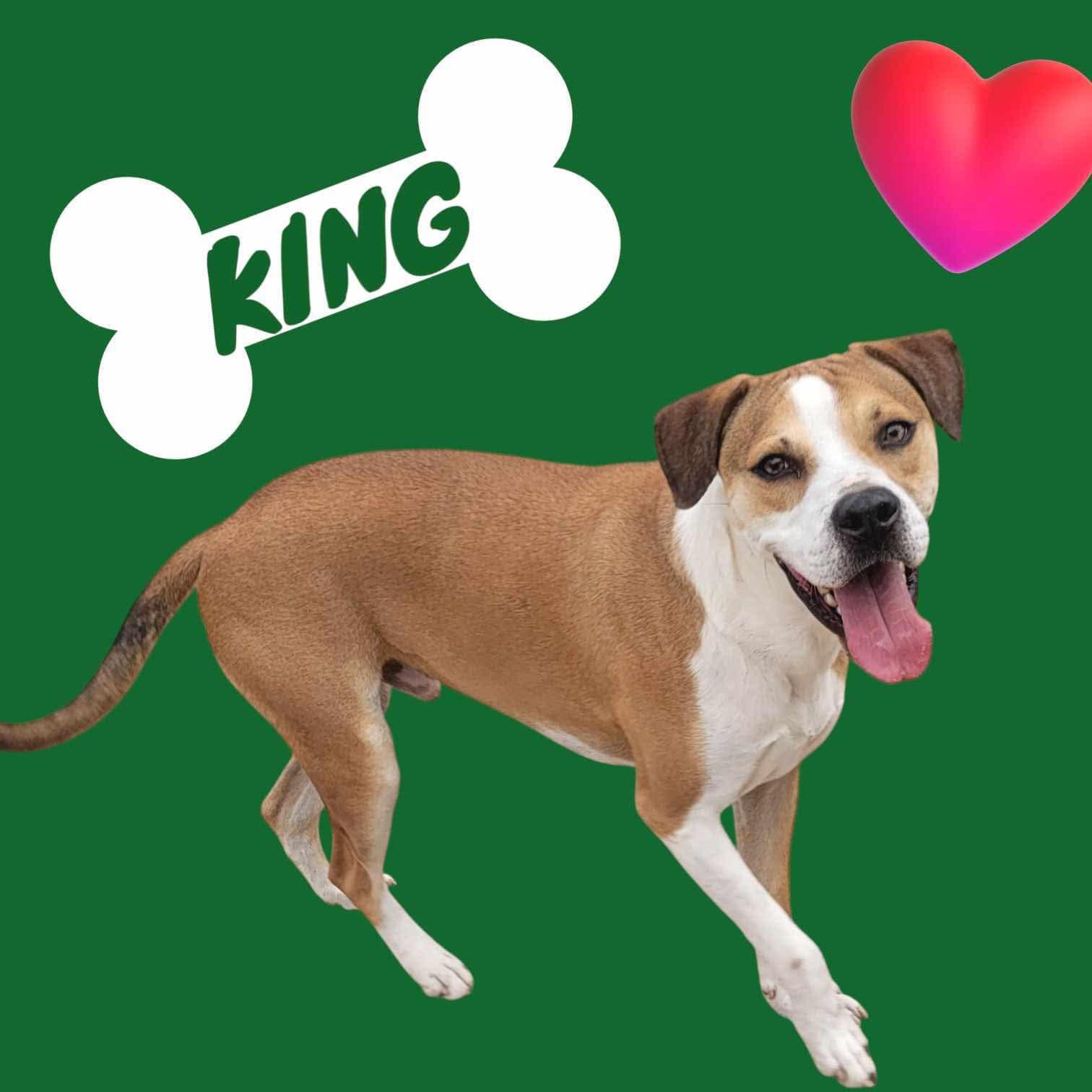 King (20250128-04) — thumbnail 4