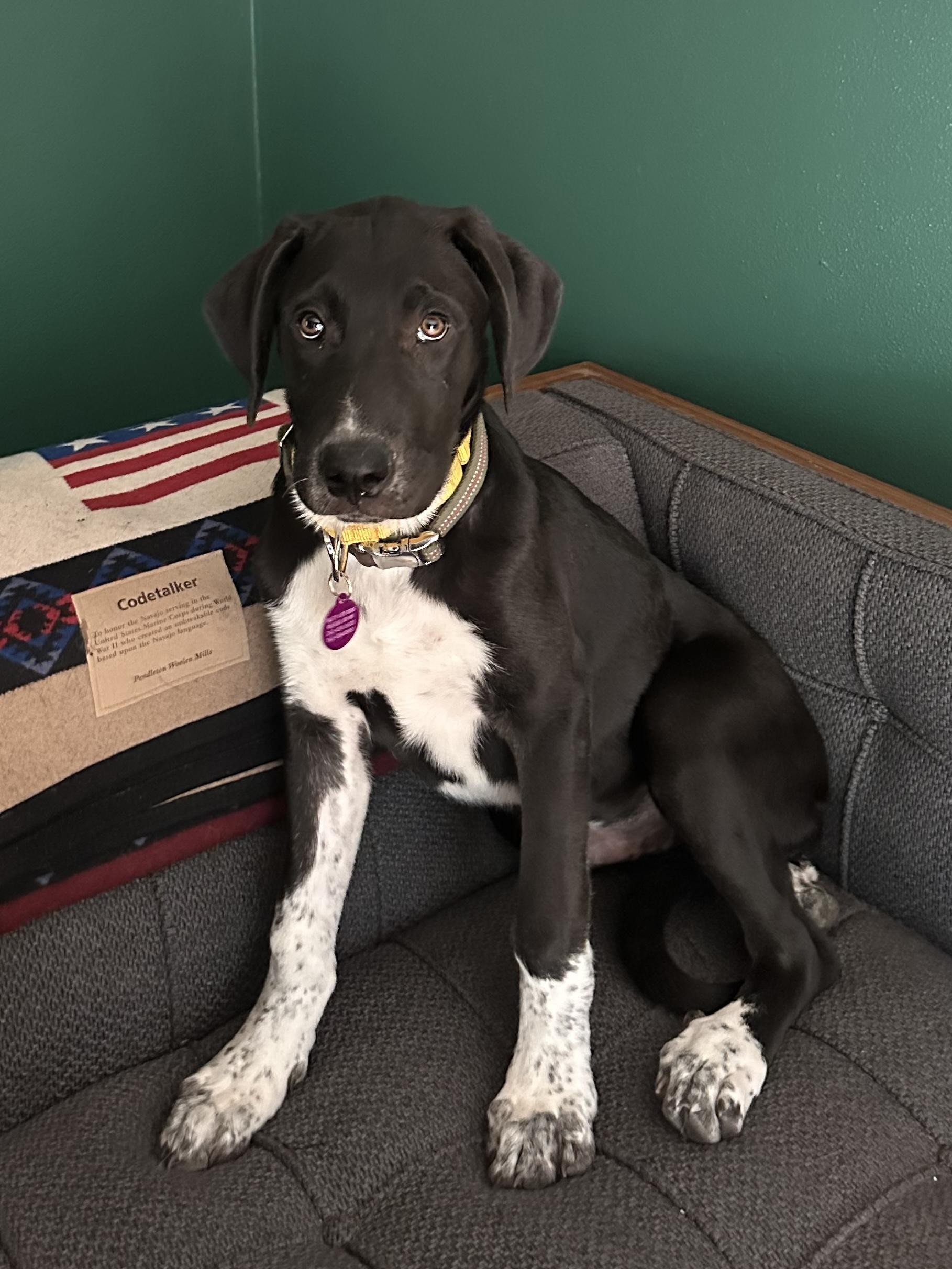 Enlarge Scotty, a ADOPTABLE mixed breed in Cedarburg, WI image 6/6