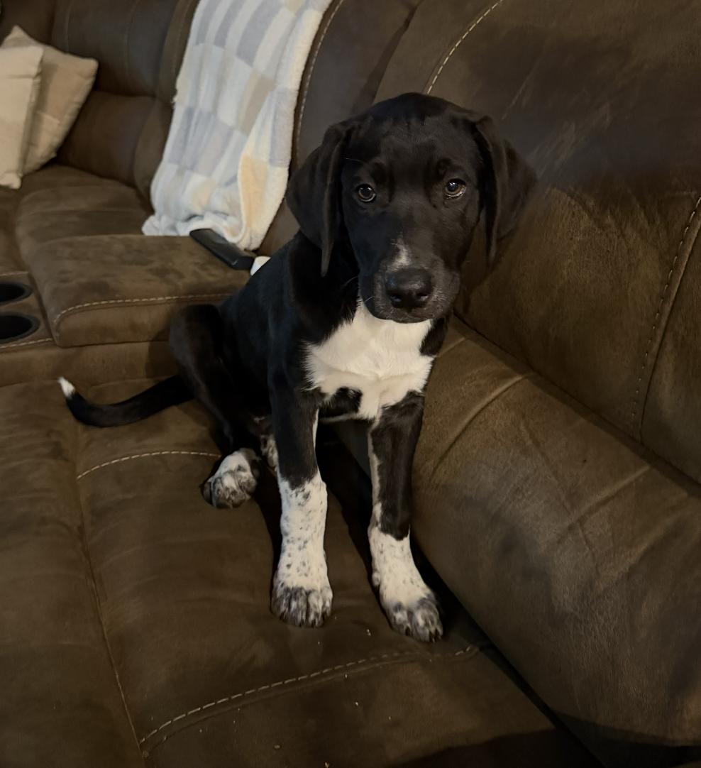 Brody, a ADOPTABLE mixed breed in Cedarburg, WI image 2/4