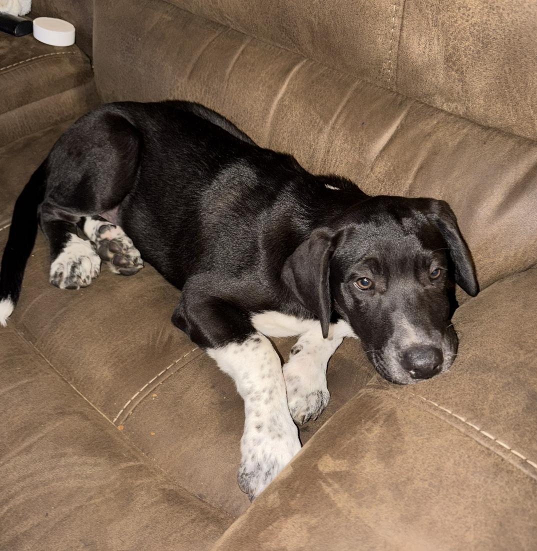 Brody, a ADOPTABLE mixed breed in Cedarburg, WI image 1/4