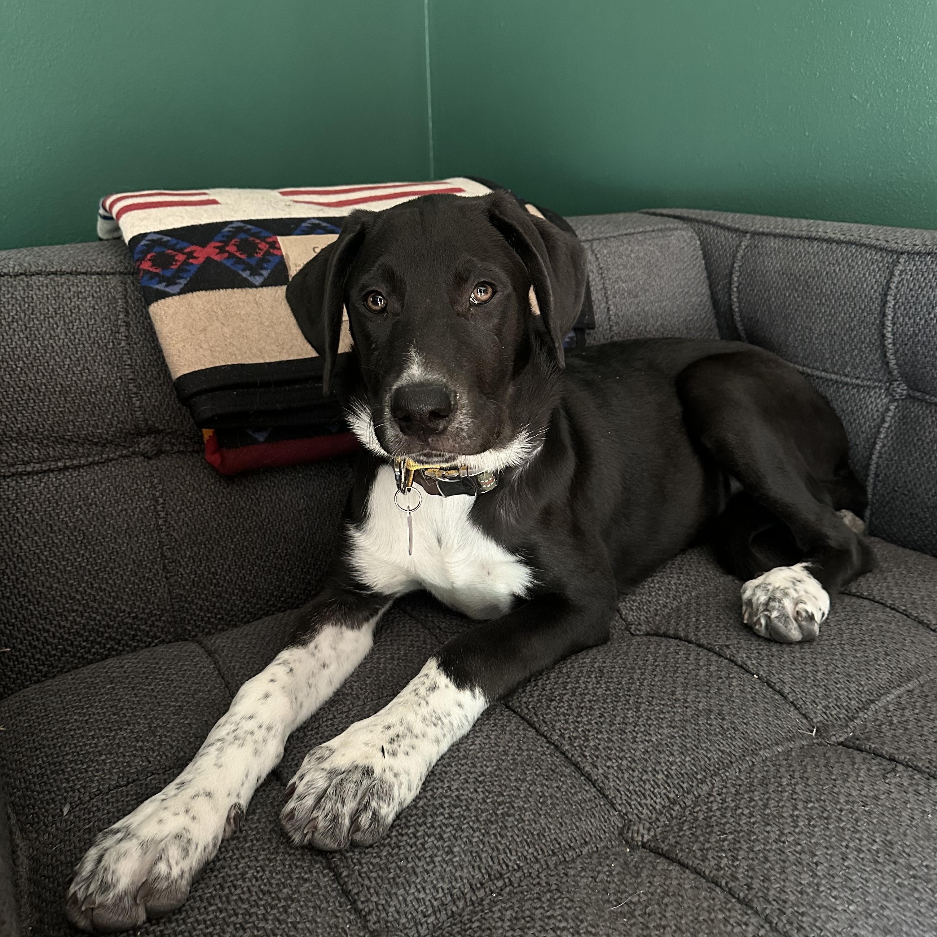Enlarge Scotty, a ADOPTABLE mixed breed in Cedarburg, WI image 3/6