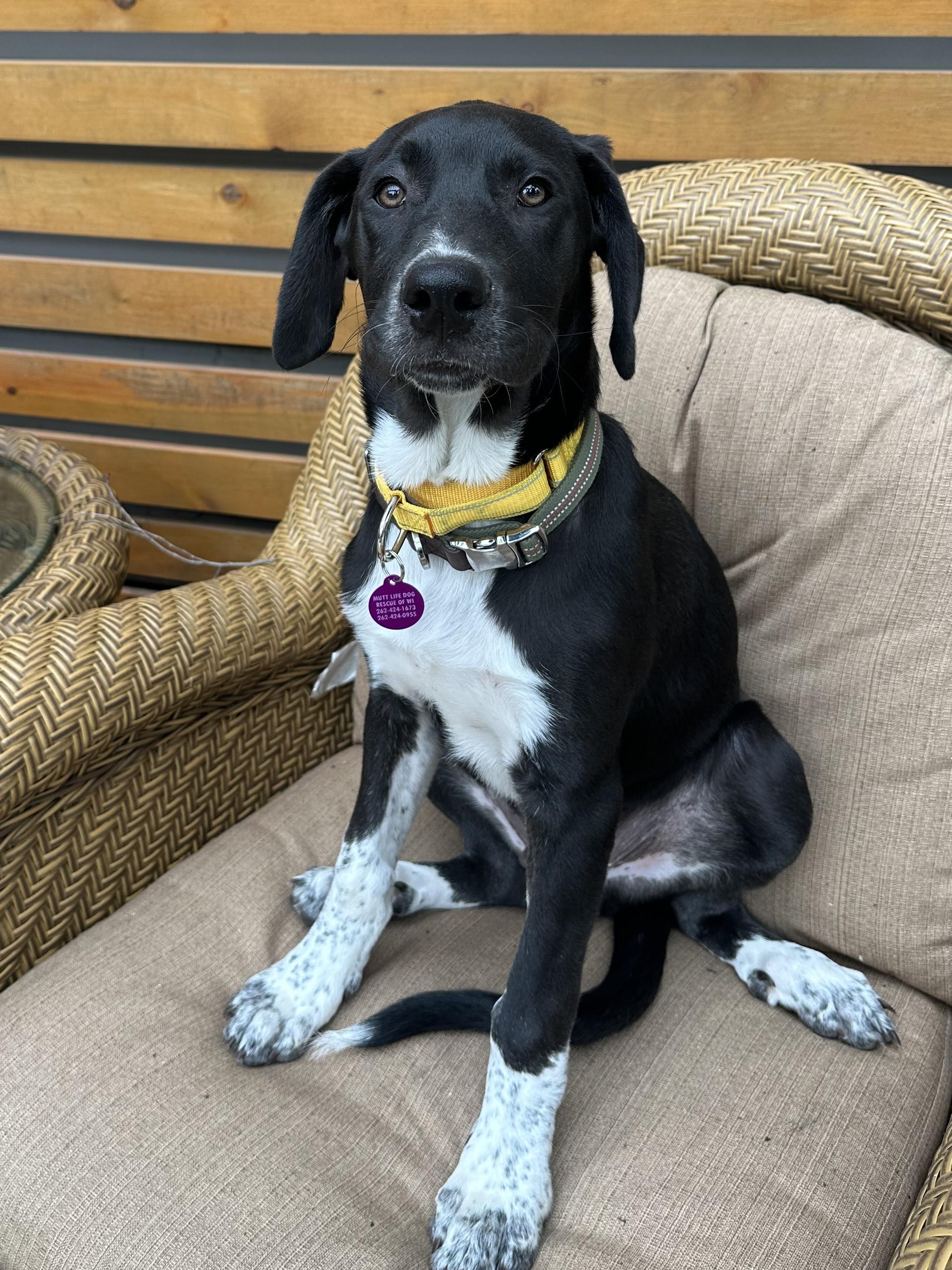 Enlarge Scotty, a ADOPTABLE mixed breed in Cedarburg, WI image 5/6