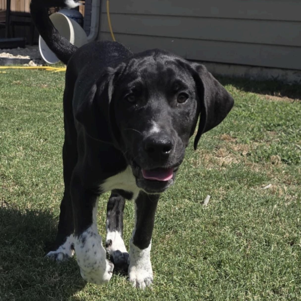Enlarge Scotty, a ADOPTABLE mixed breed in Cedarburg, WI image 2/6
