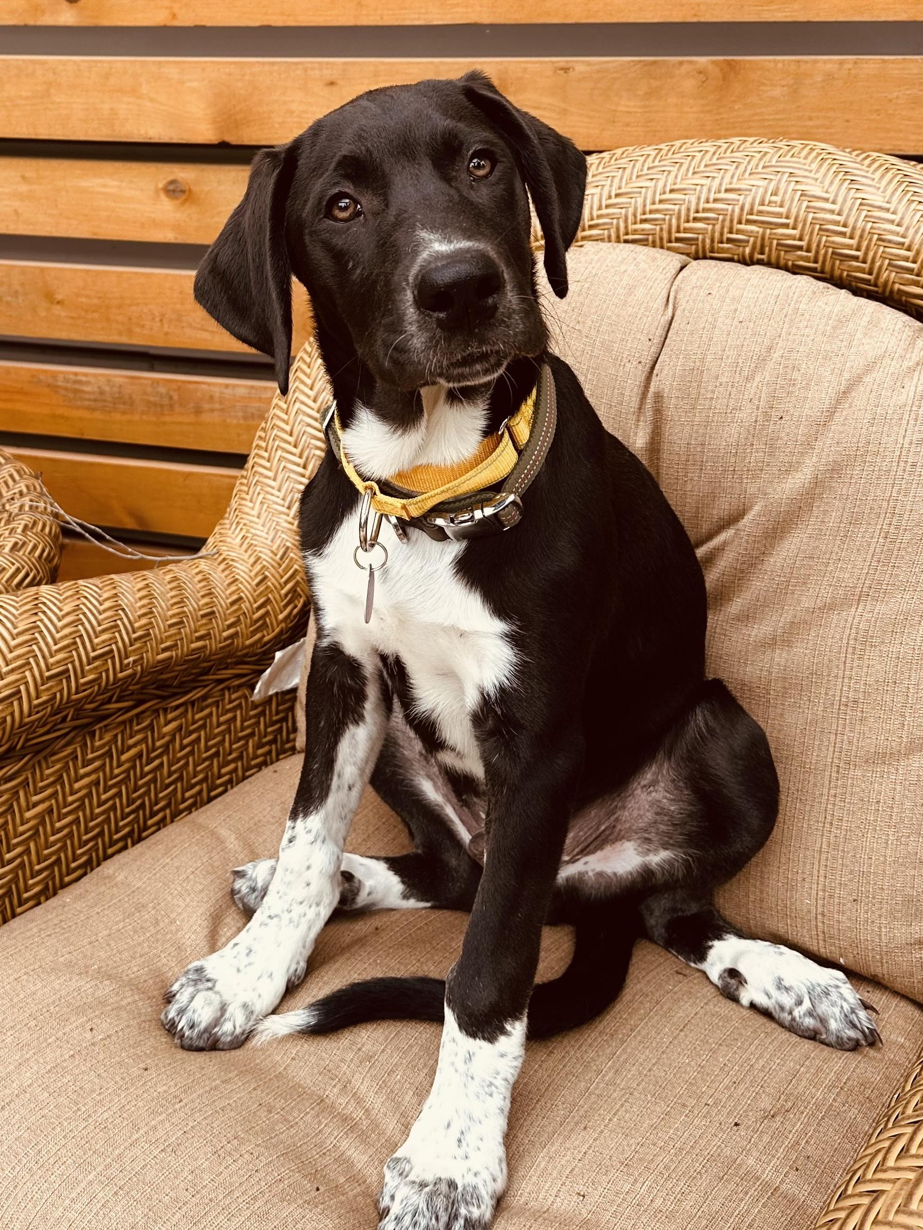 Enlarge Scotty, a ADOPTABLE mixed breed in Cedarburg, WI image 1/6