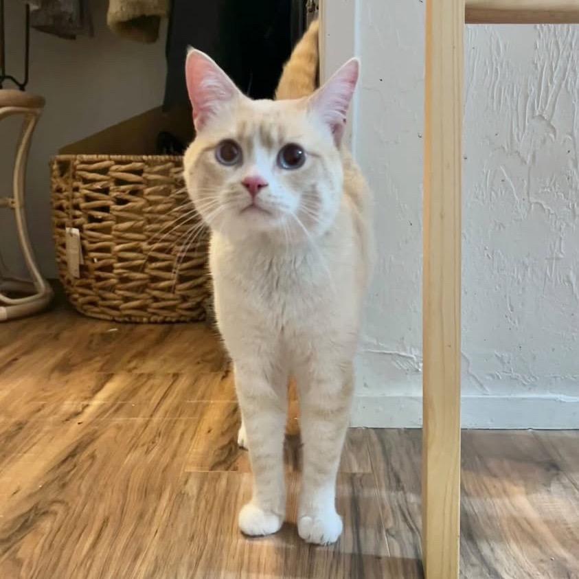 Enlarge Stu, a Adoptable Domestic Short Hair in Yucca Valley, CA image 1/6