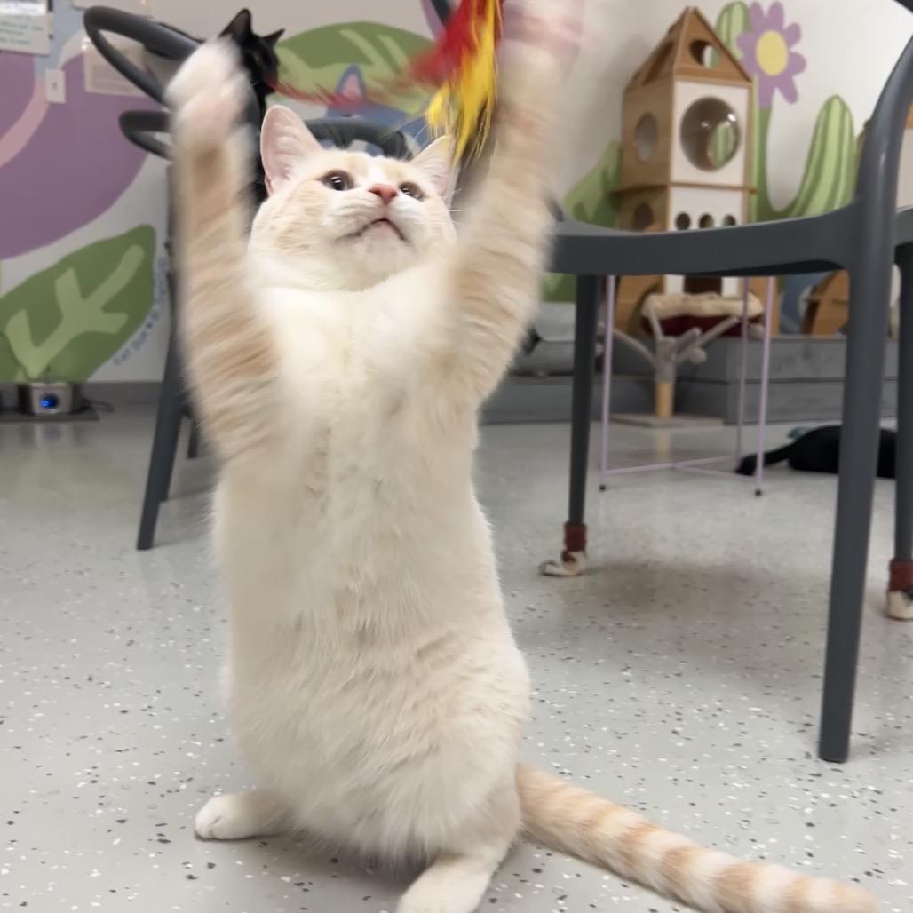 Enlarge Stu, a Adoptable Domestic Short Hair in Yucca Valley, CA image 2/6