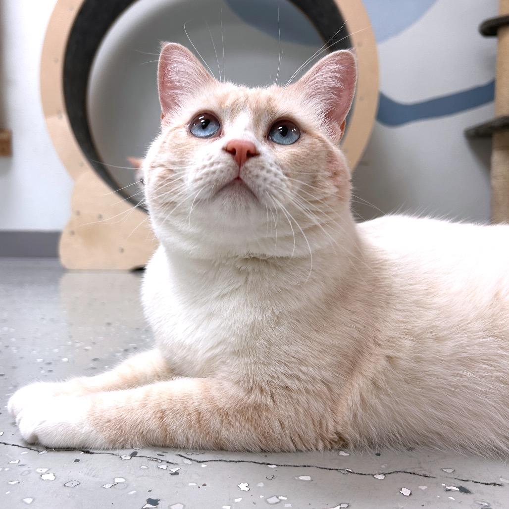 Enlarge Stu, a Adoptable Domestic Short Hair in Yucca Valley, CA image 3/6