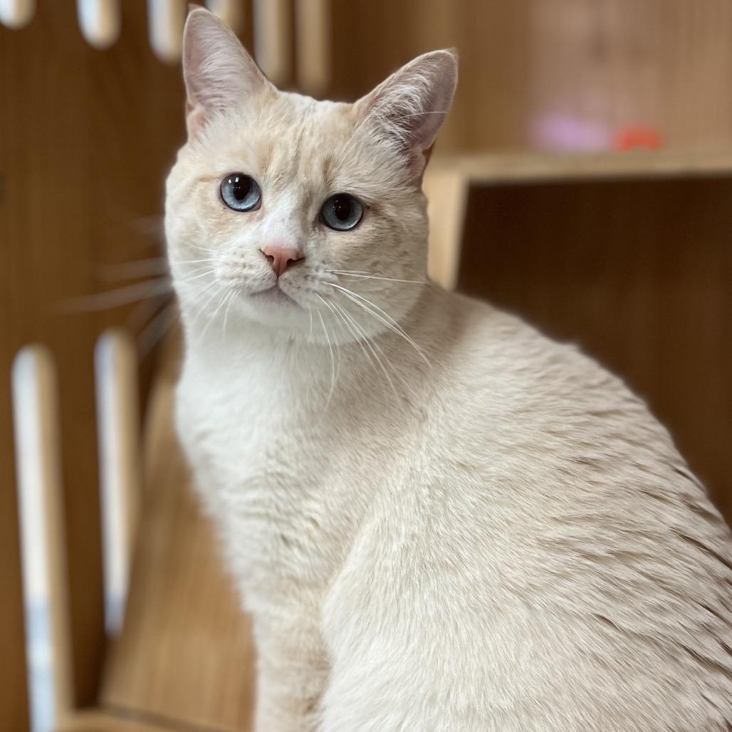 Enlarge Stu, a Adoptable Domestic Short Hair in Yucca Valley, CA image 4/6