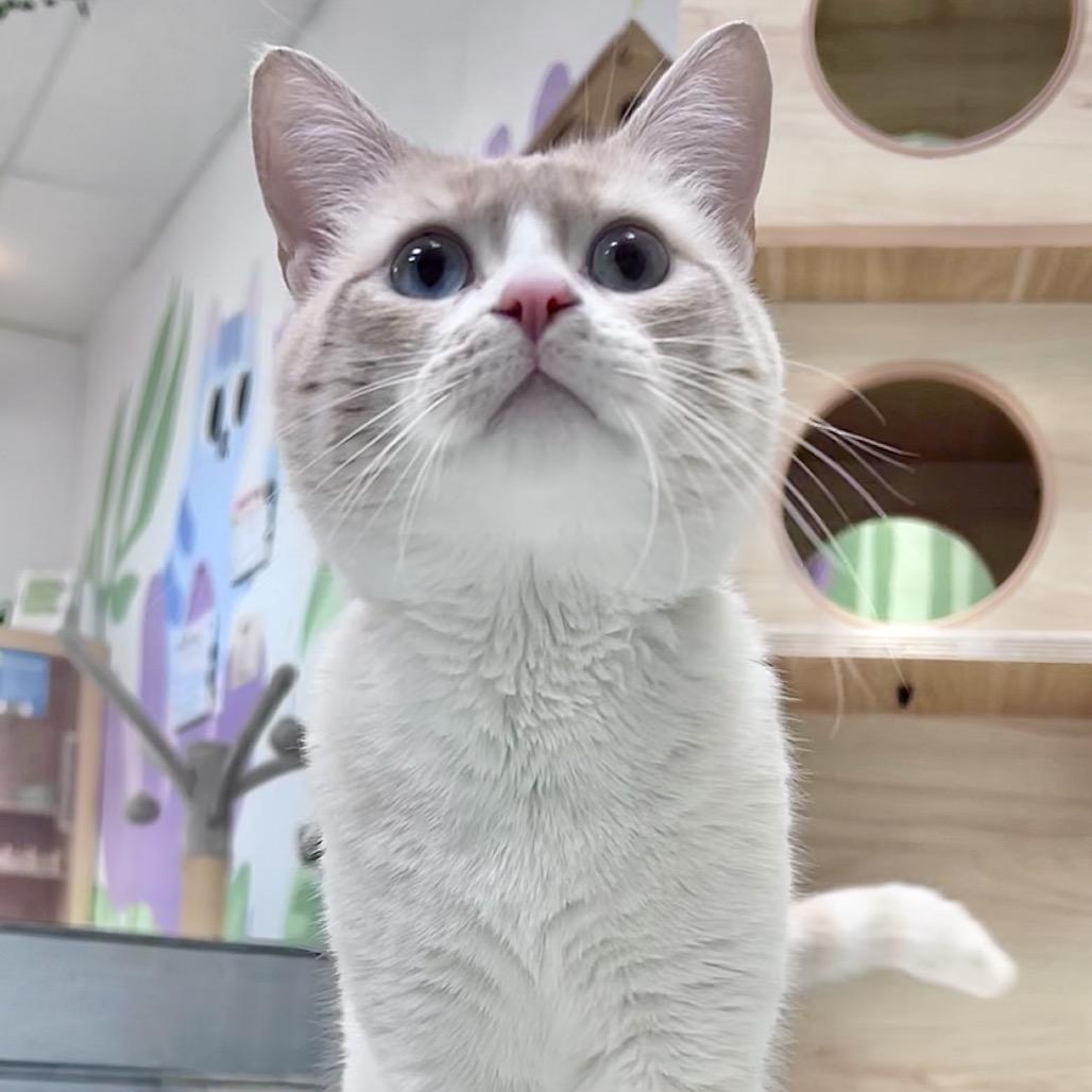 Enlarge Stu, a Adoptable Domestic Short Hair in Yucca Valley, CA image 5/6