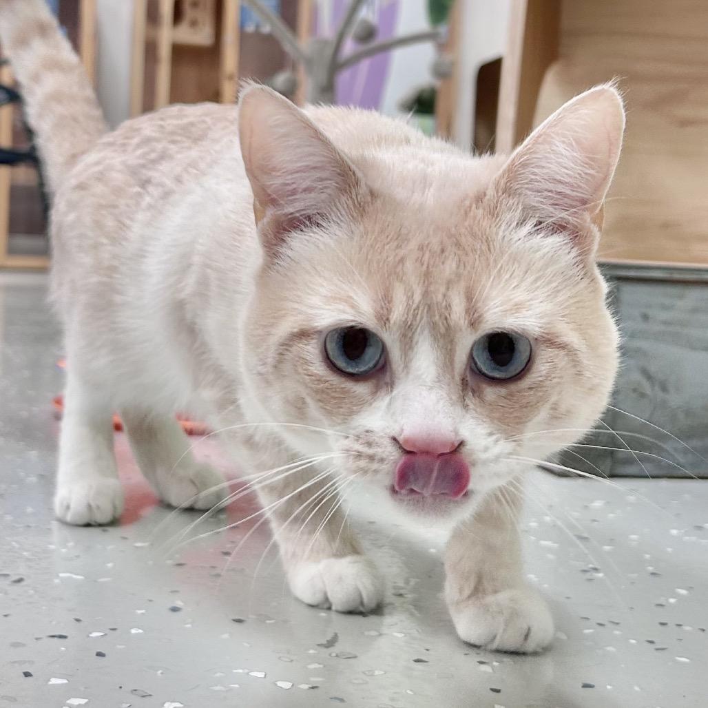 Enlarge Stu, a Adoptable Domestic Short Hair in Yucca Valley, CA image 6/6