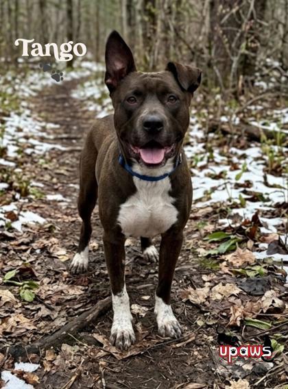 Enlarge Tango, a Adoptable mixed breed in Gwinn, MI image 1/1