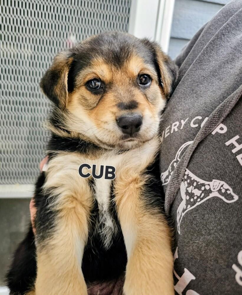 Cub, Adoptable, Puppy Male Shepherd & Mixed Breed.