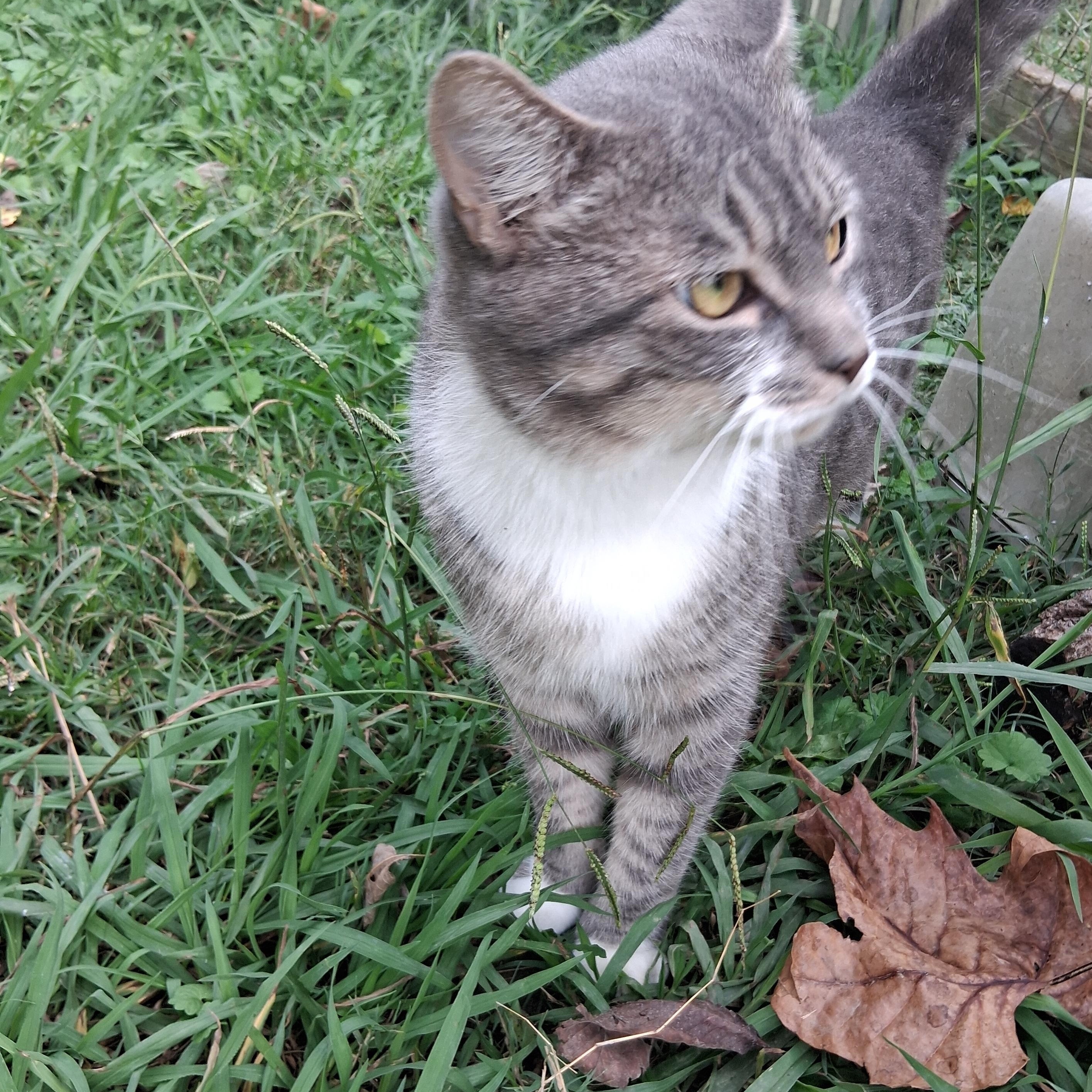 Emma & Emmett, adopted, Adult Female Maine Coon.