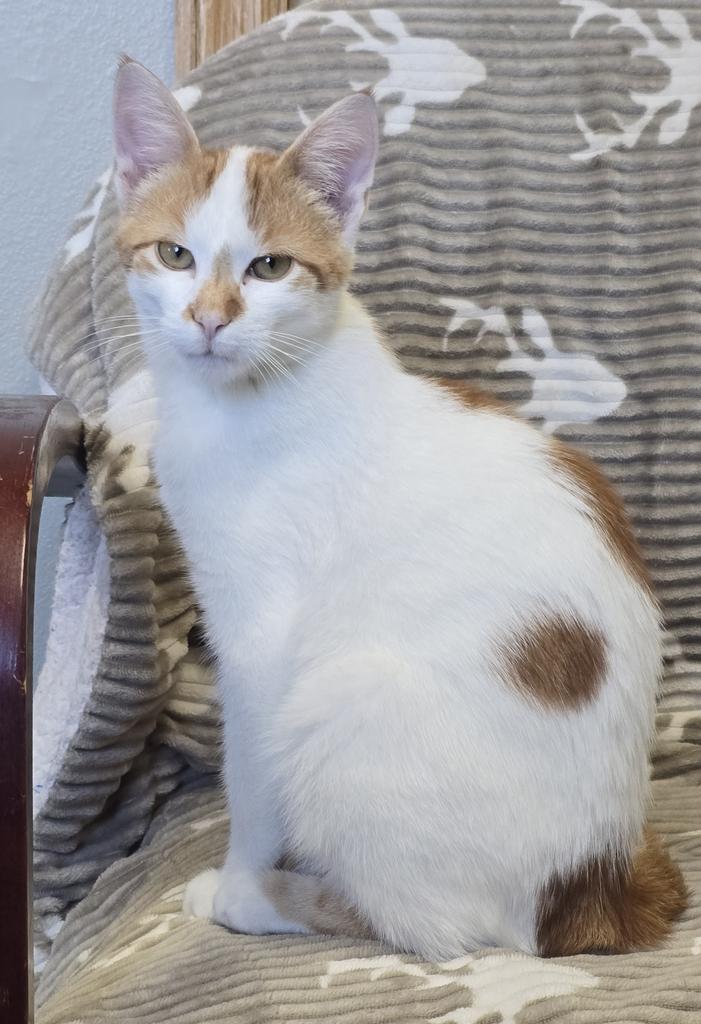 Junior, Adoptable, Young Male Domestic Short Hair.