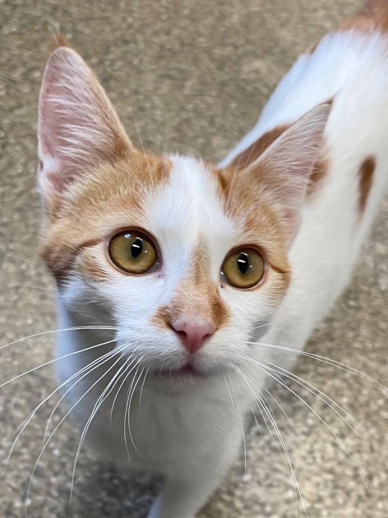 Enlarge Junior, a Adoptable mixed breed in Spooner, WI image 2/2