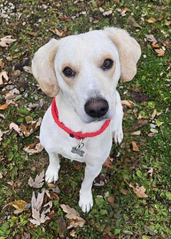 Al, Adoptable, Adult Male Labrador Retriever.