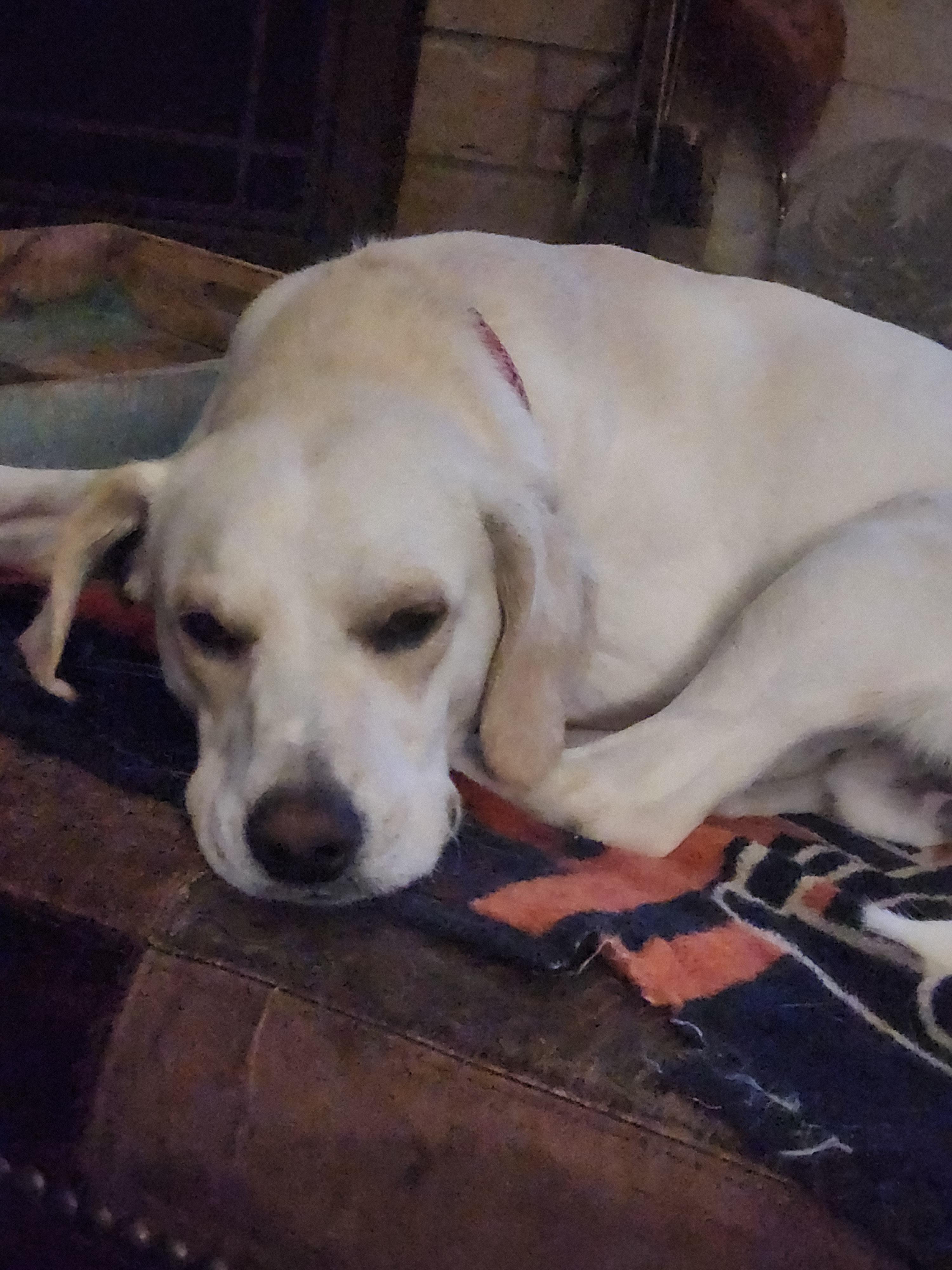 Enlarge Wilbur, a Adoptable Labrador Retriever in Aurora, IL image 3/3