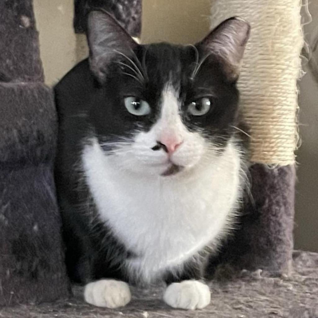 Shy, Adoptable, Adult Female Domestic Short Hair.