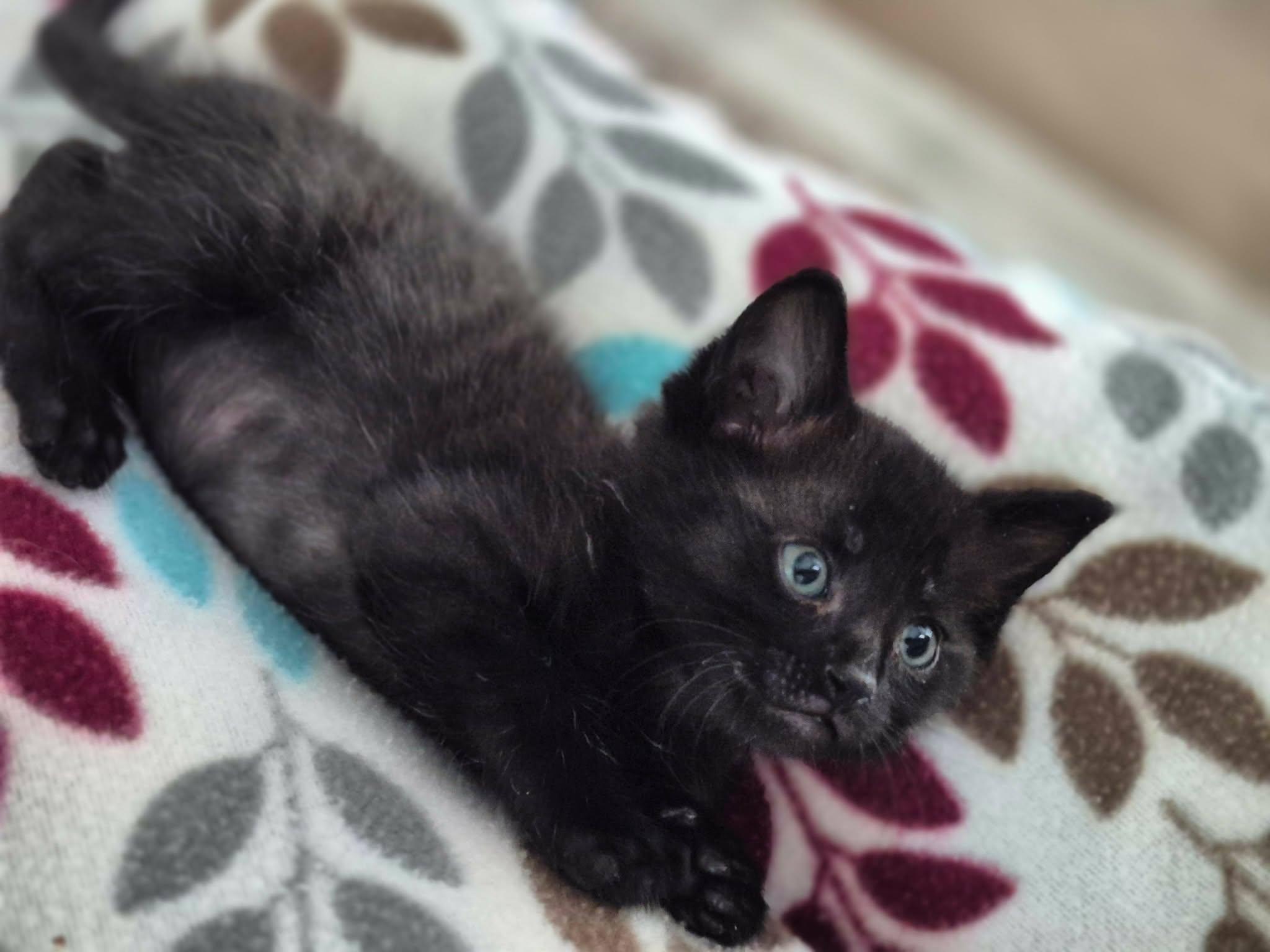 Enlarge Bowie, a Adoptable Domestic Short Hair in Decorah, IA image 1/5