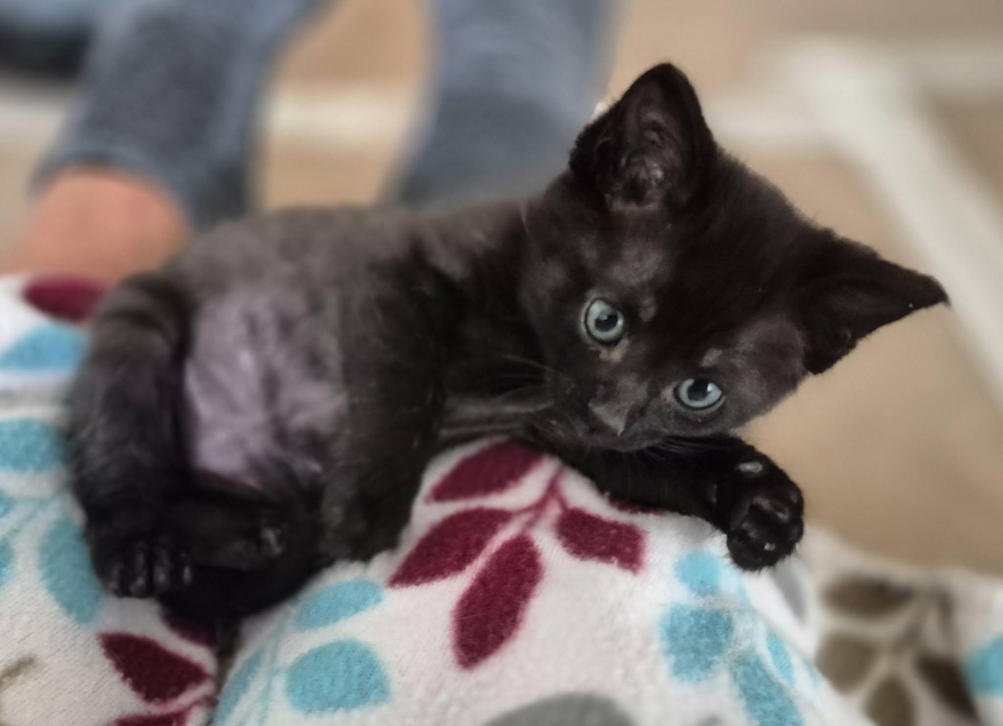 Enlarge Bowie, a Adoptable Domestic Short Hair in Decorah, IA image 3/5