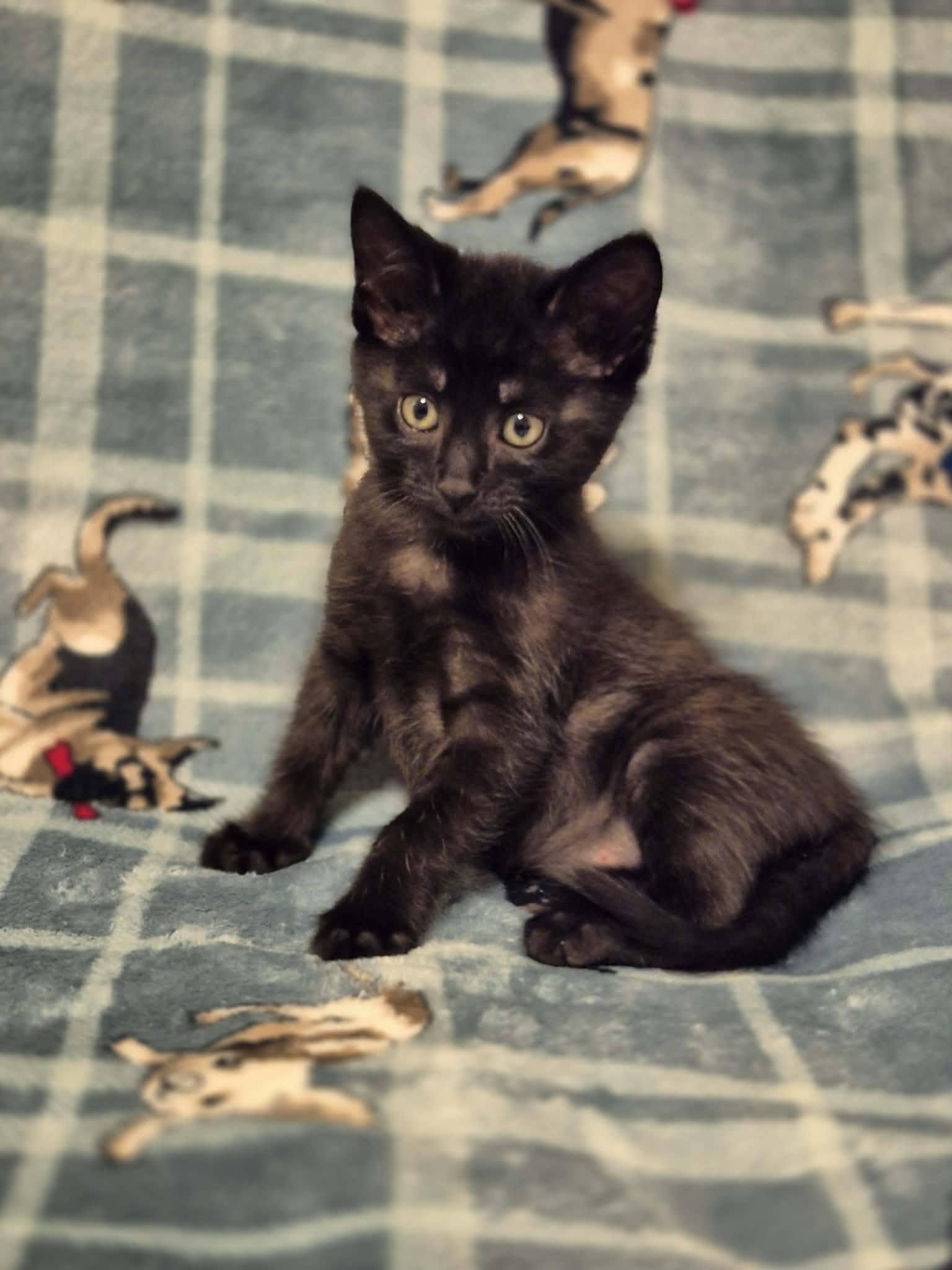 Enlarge Bowie, a Adoptable Domestic Short Hair in Decorah, IA image 1/3