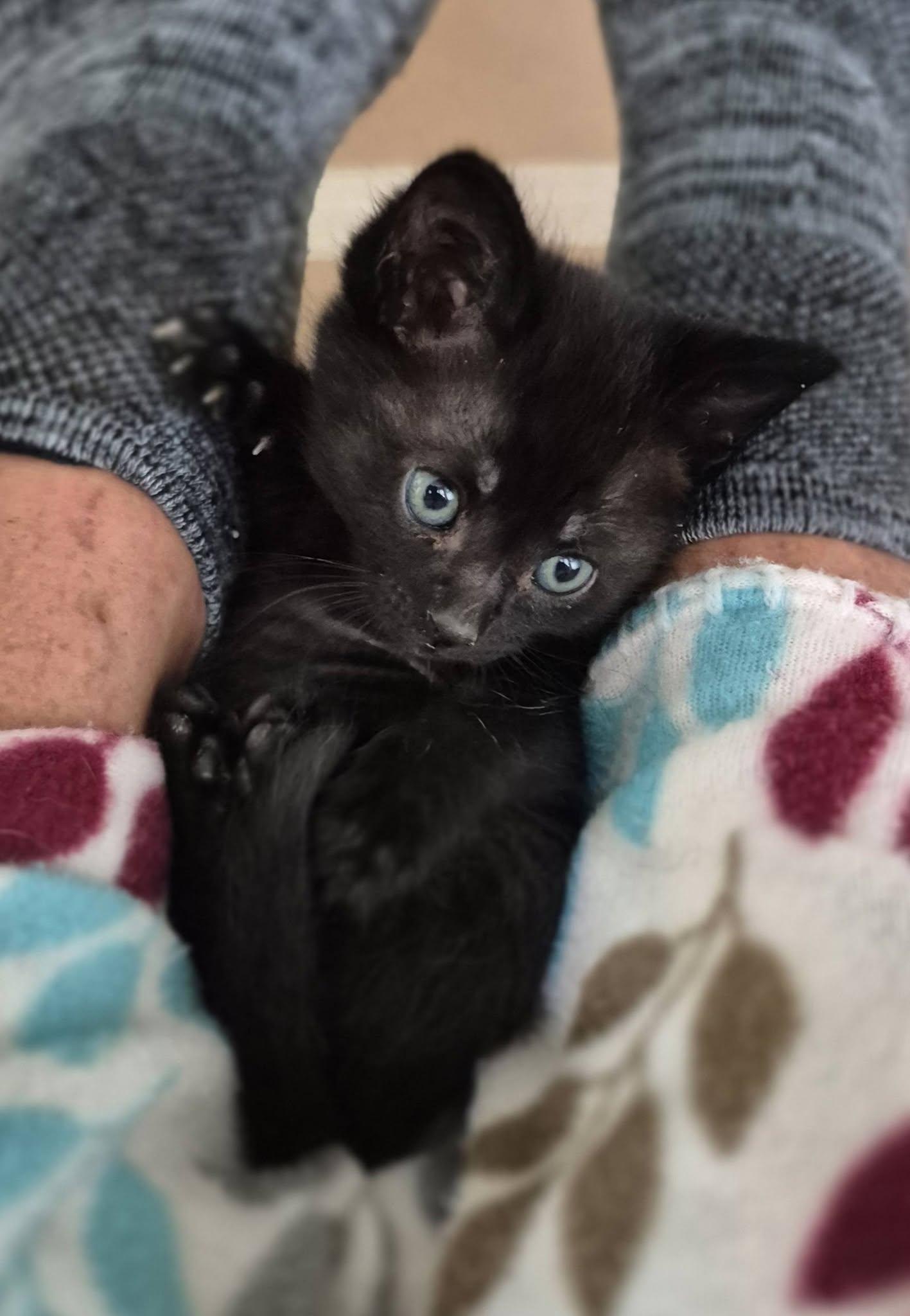 Enlarge Bowie, a Adoptable Domestic Short Hair in Decorah, IA image 2/5