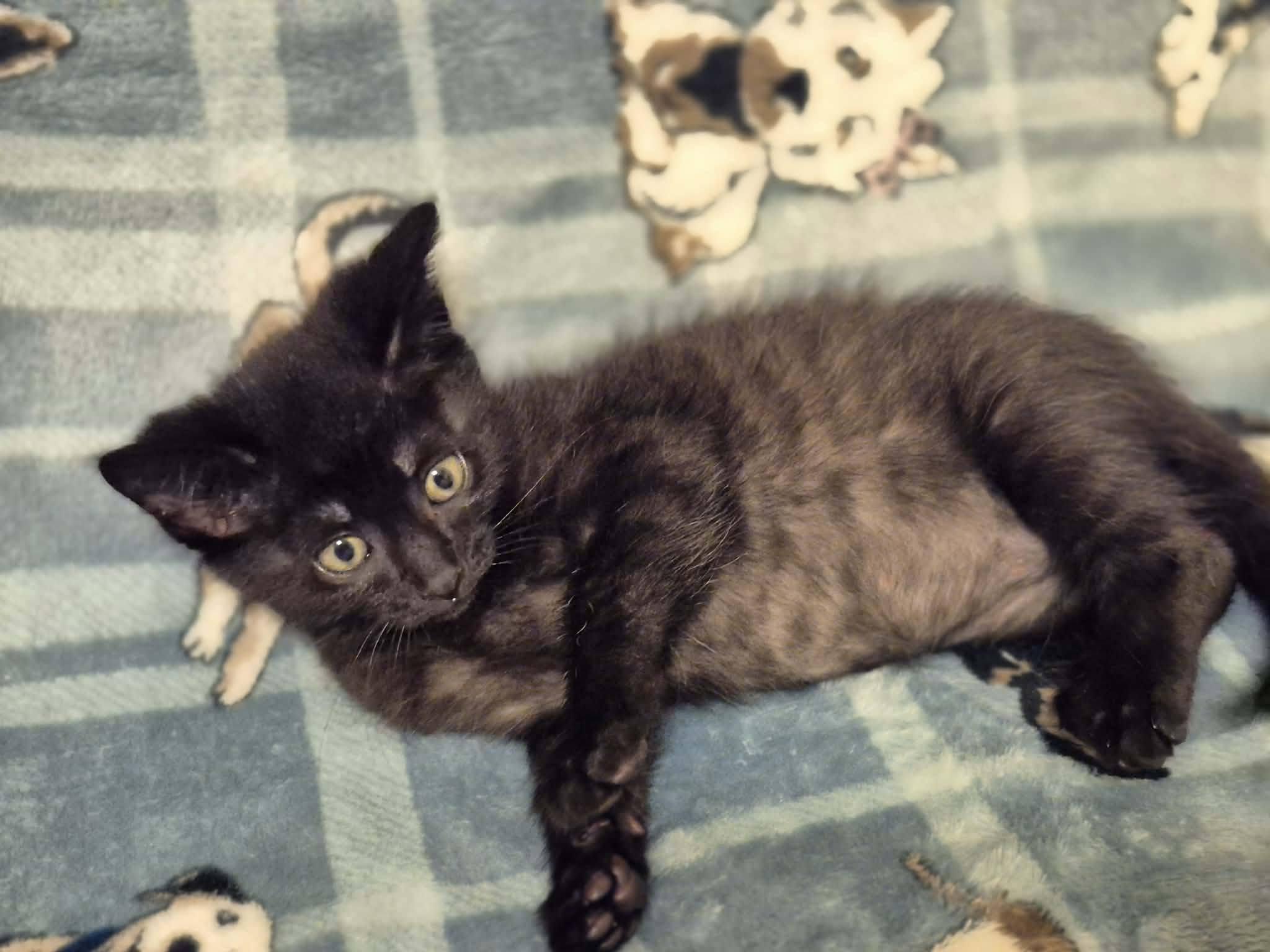 Enlarge Bowie, a Adoptable Domestic Short Hair in Decorah, IA image 3/3