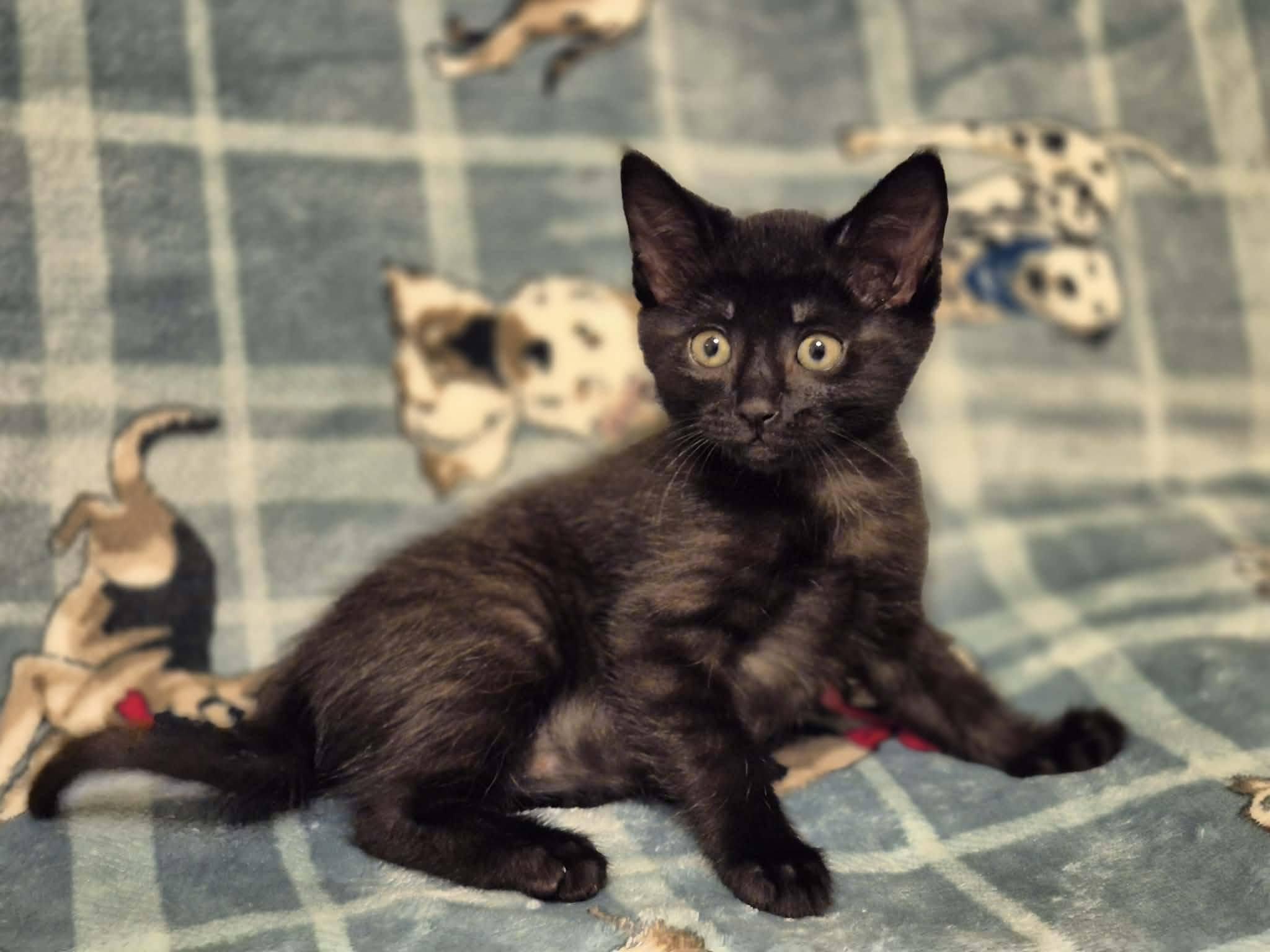 Enlarge Bowie, a Adoptable Domestic Short Hair in Decorah, IA image 2/3