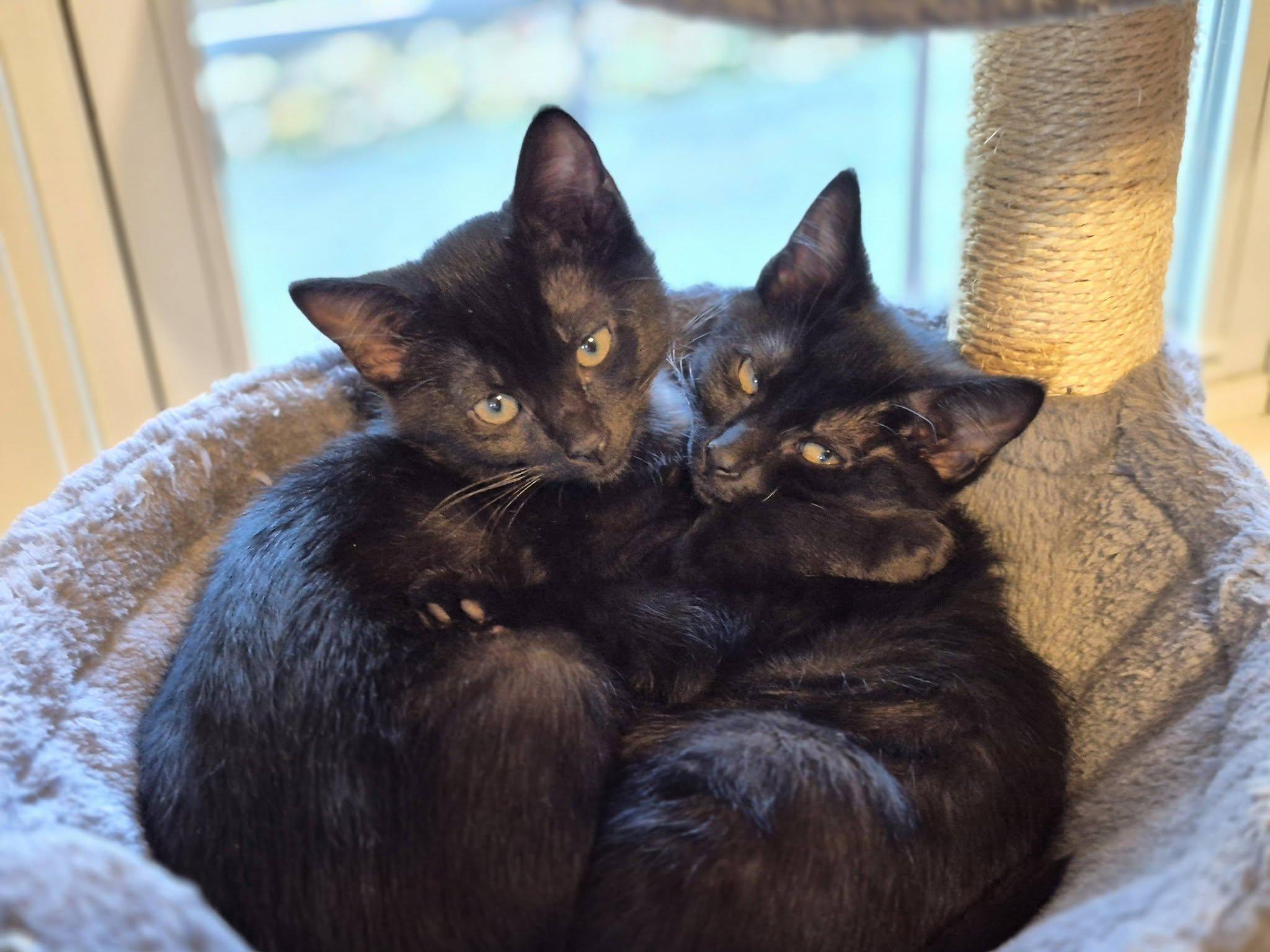 Bowie, Adoptable, Kitten Male Domestic Short Hair.