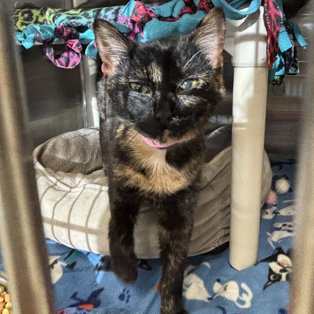 Gwen, Adoptable, Young Female Domestic Short Hair.