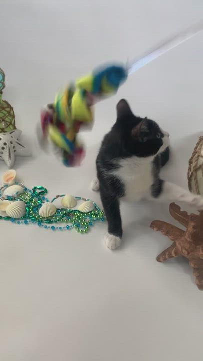 Enlarge Frankie, a Adopted Domestic Short Hair in Riverside, CA video 5/9