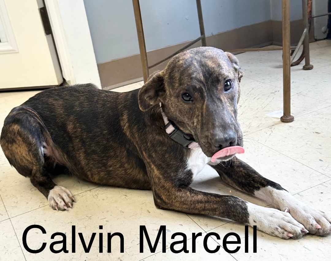 Calvin Marcell 1