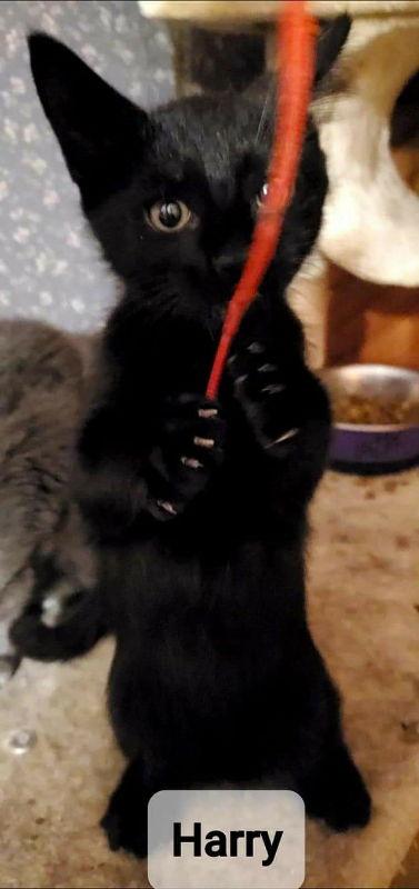 Enlarge Harry, a Adopted Domestic Short Hair in Hawkestone, ON image 1/1