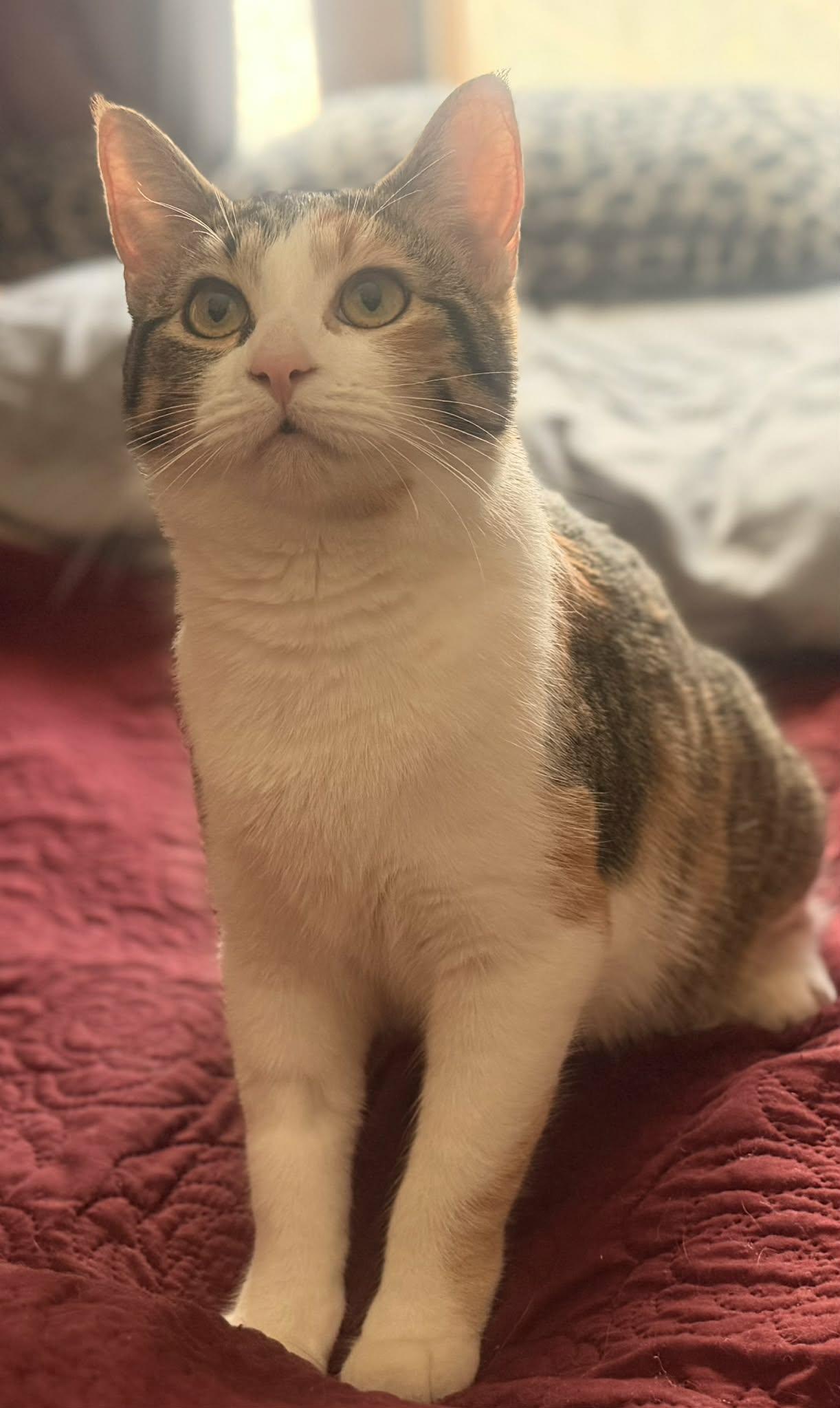 Enlarge Nutella, a ADOPTABLE Domestic Short Hair in Chatham, ON image 1/2