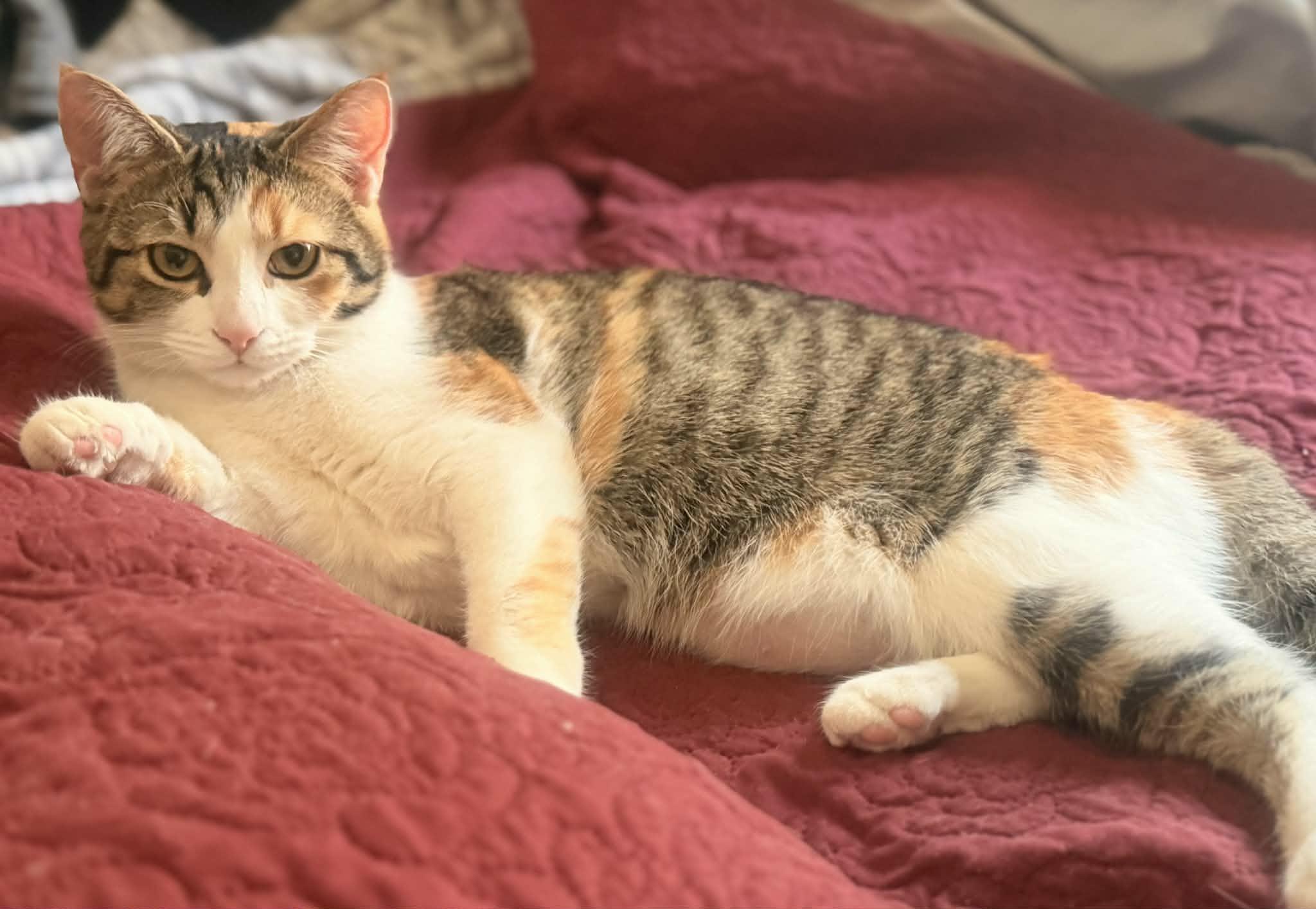 Enlarge Nutella, a ADOPTABLE Domestic Short Hair in Chatham, ON image 2/2