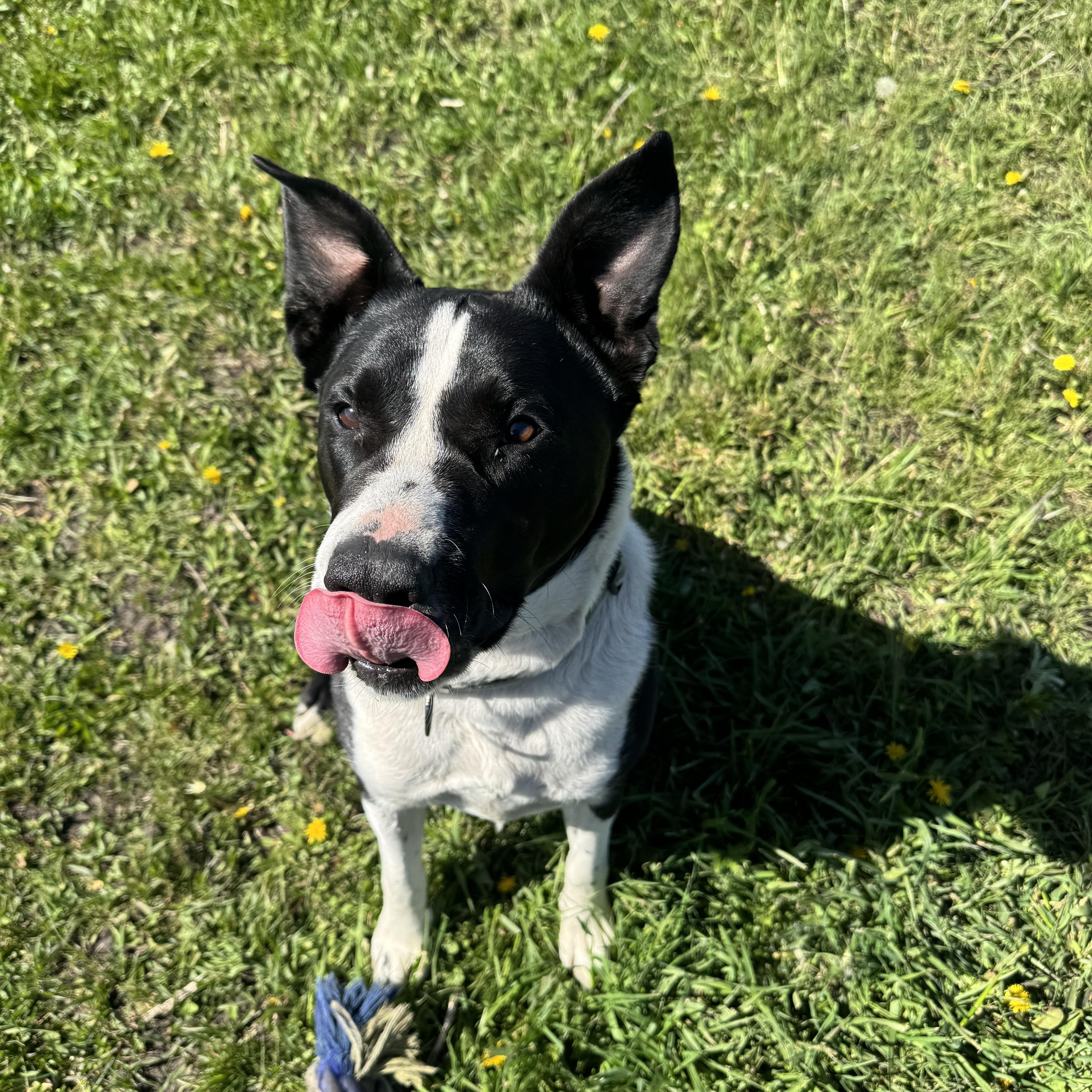 Enlarge Anubis, a ADOPTABLE Pit Bull Terrier in La Grande, OR image 2/4