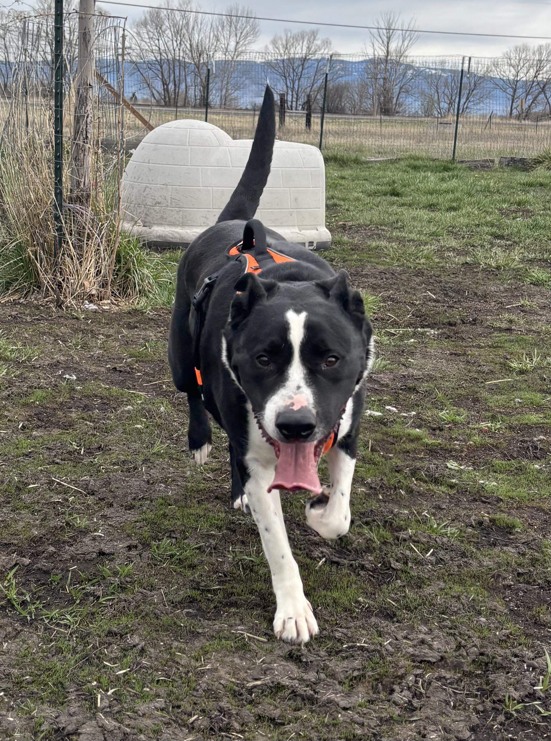 Enlarge Anubis, a ADOPTABLE Pit Bull Terrier in La Grande, OR image 6/6