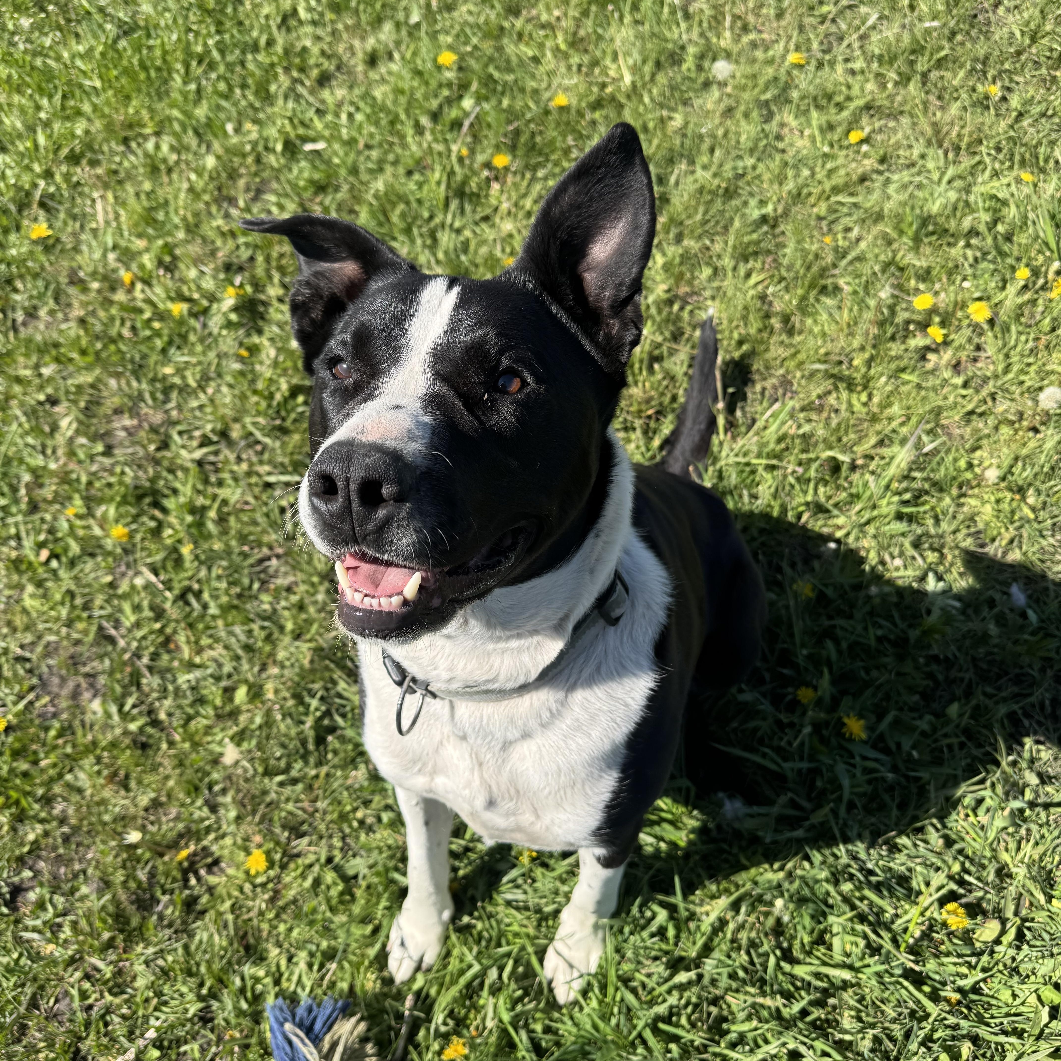 Enlarge Anubis, a ADOPTABLE Pit Bull Terrier in La Grande, OR image 1/4