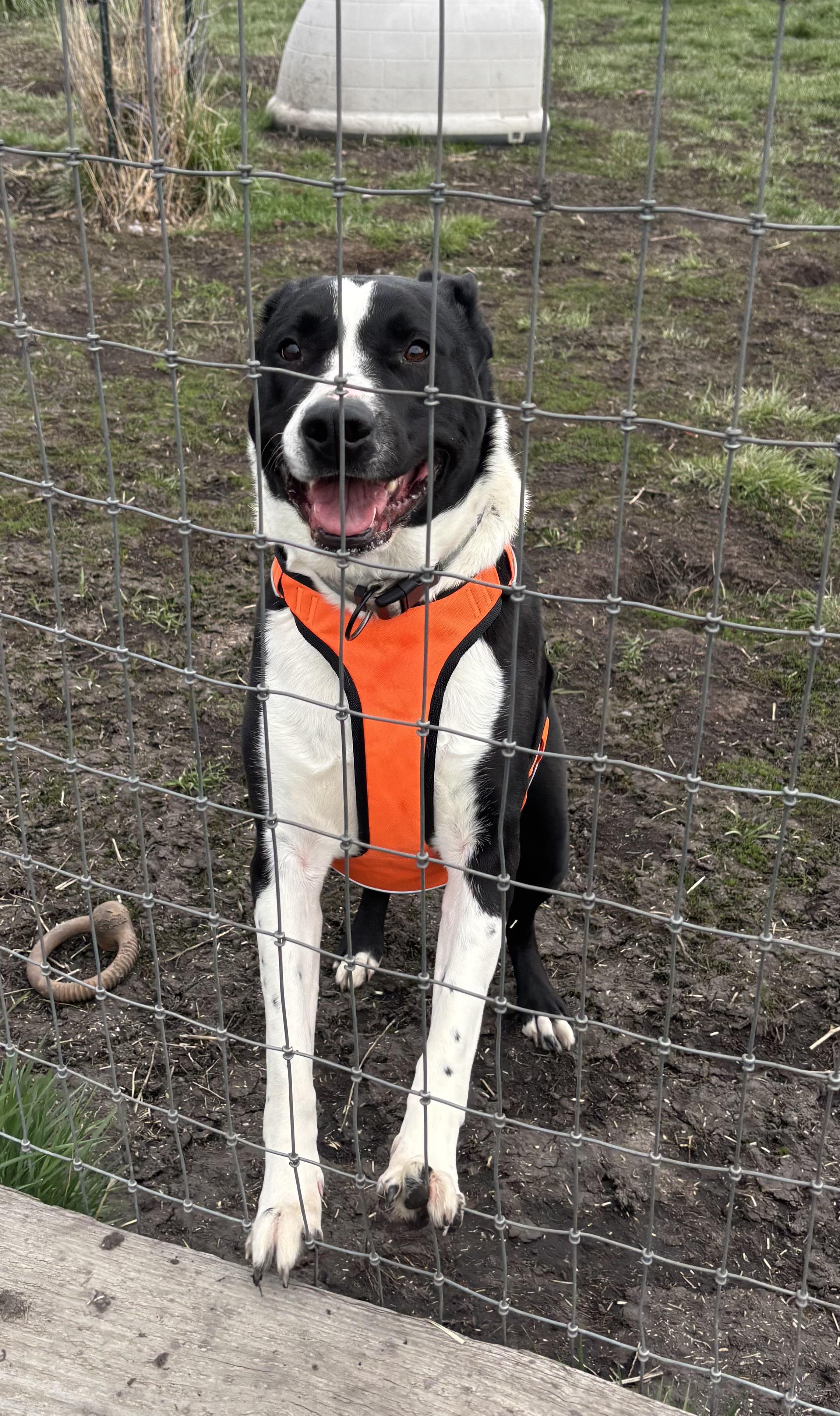 Enlarge Anubis, a ADOPTABLE Pit Bull Terrier in La Grande, OR image 5/6